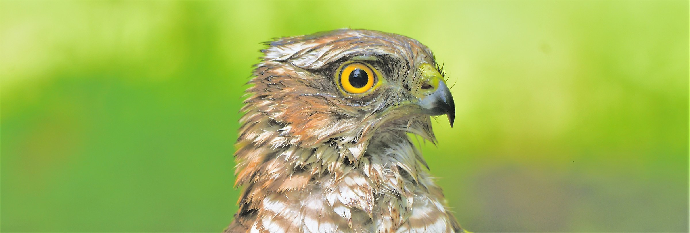 Young Sparviere.... portrait