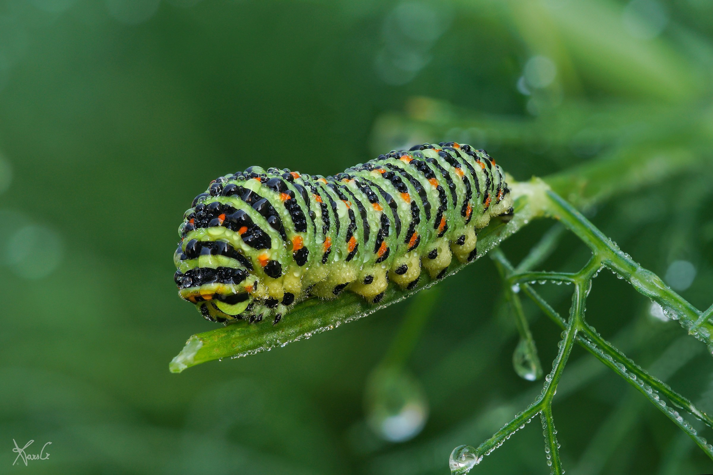 Mangia che diventi bello