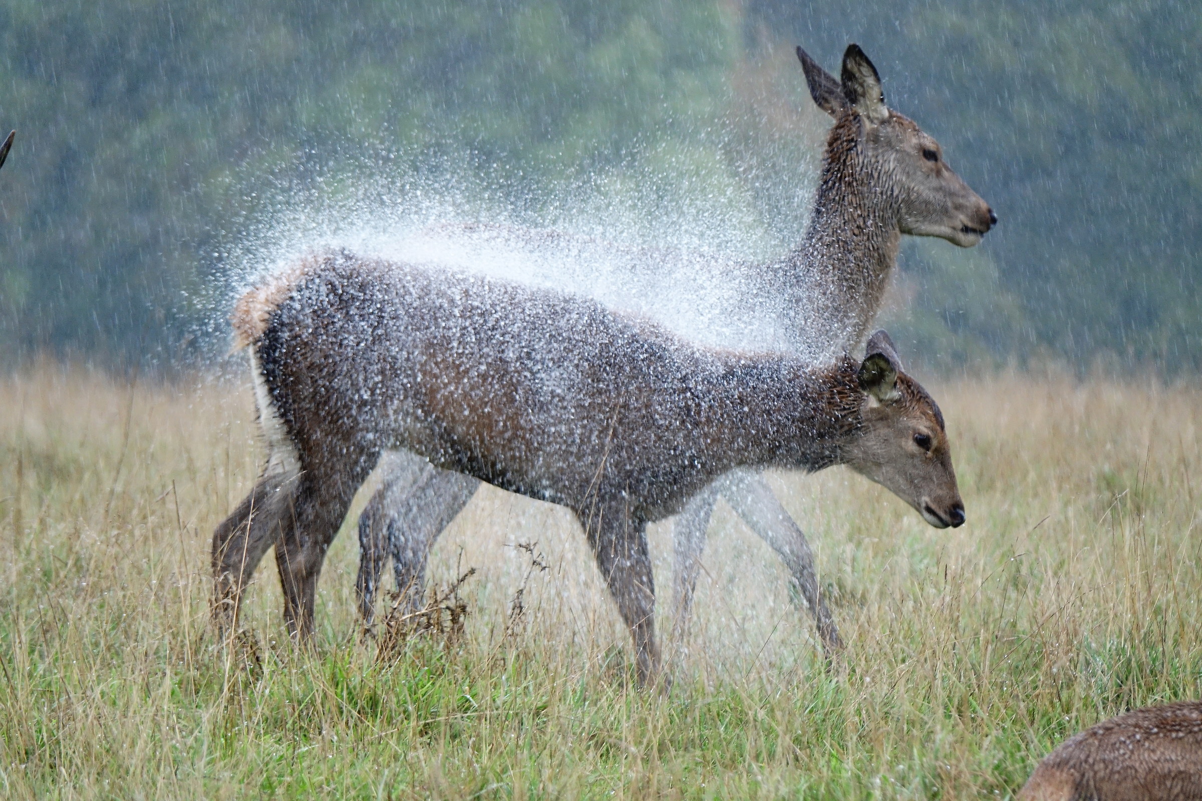 shower time.