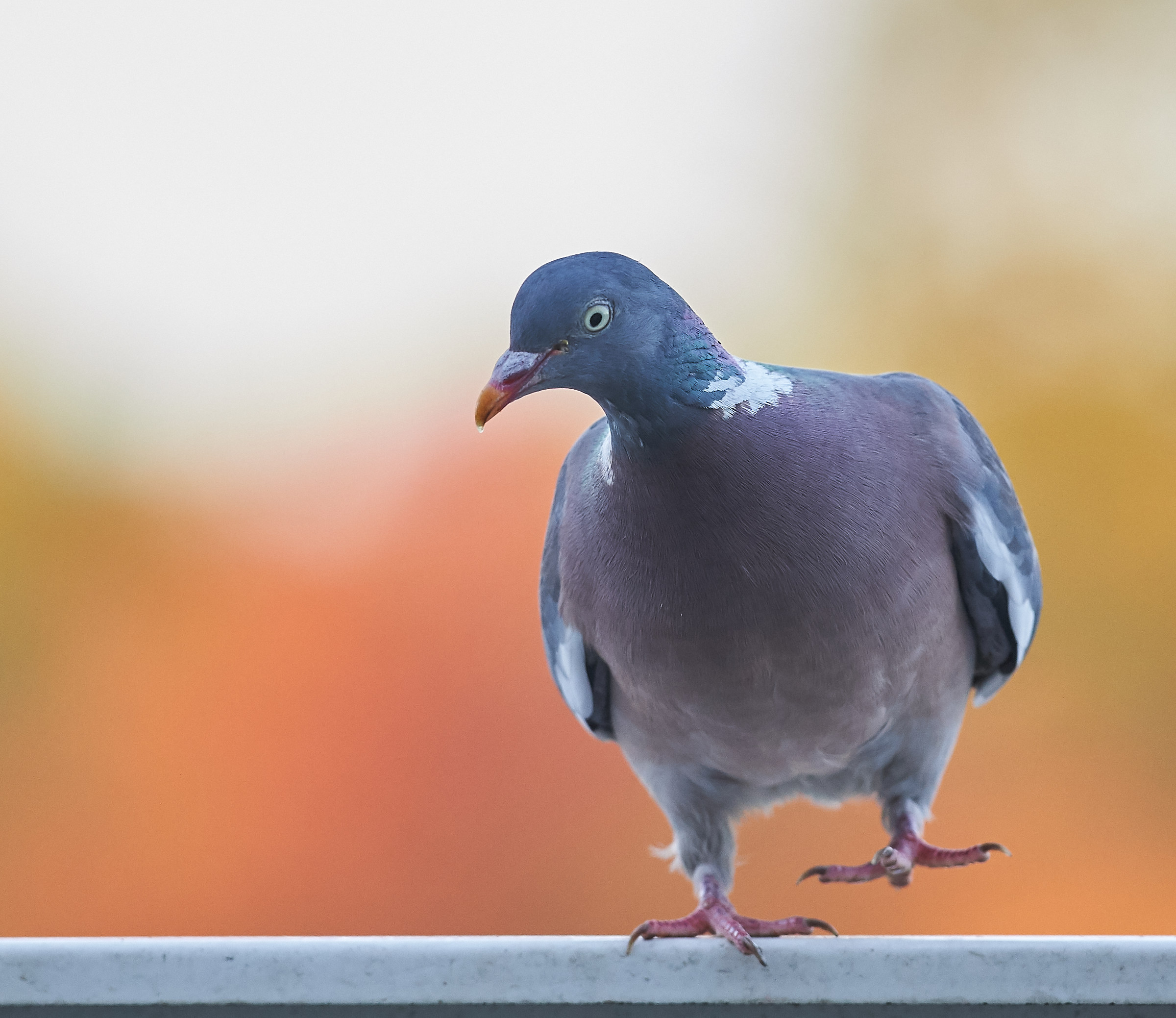 Woodpigeon facendo un ballo