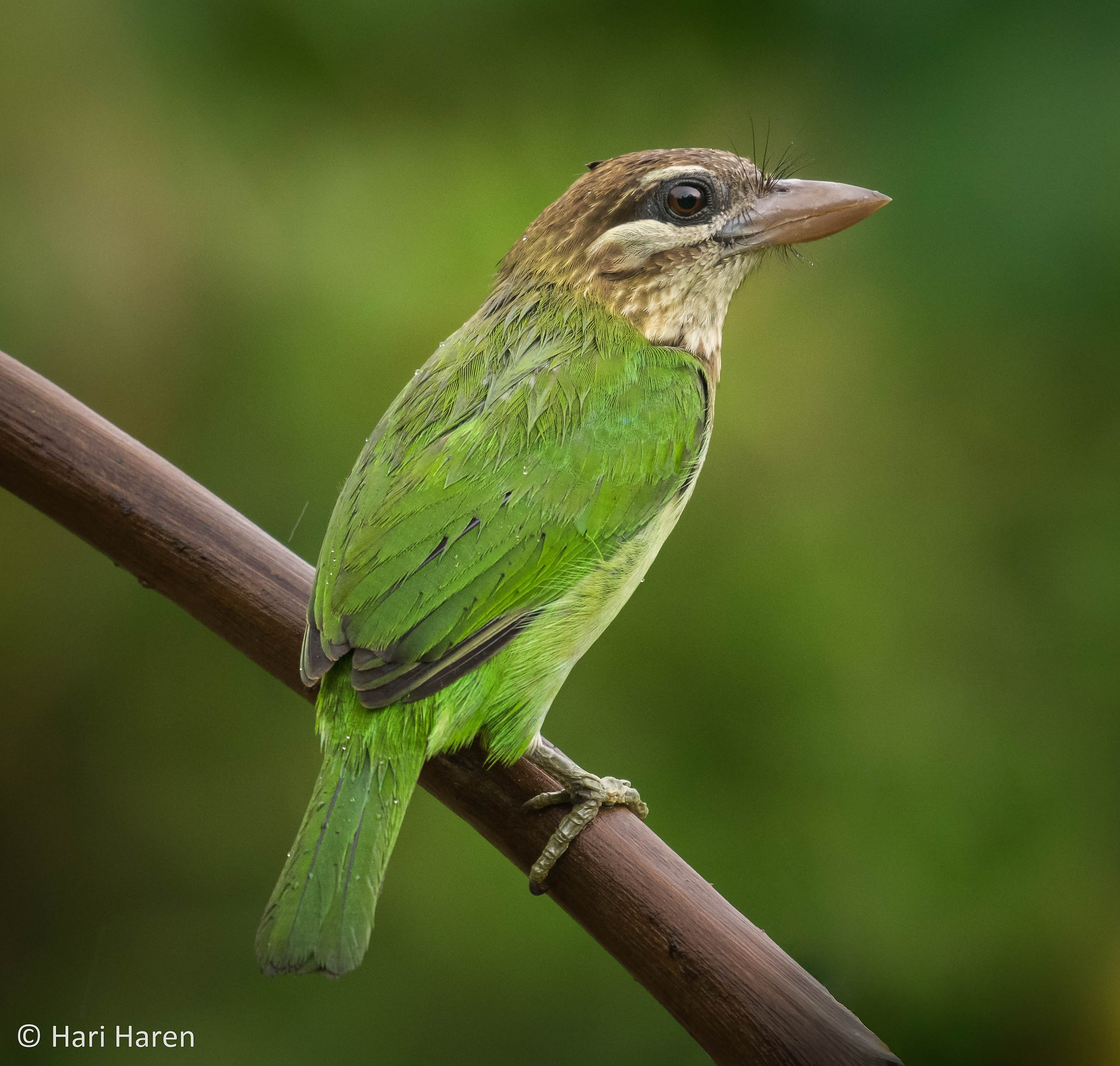 White-cheeked barbet