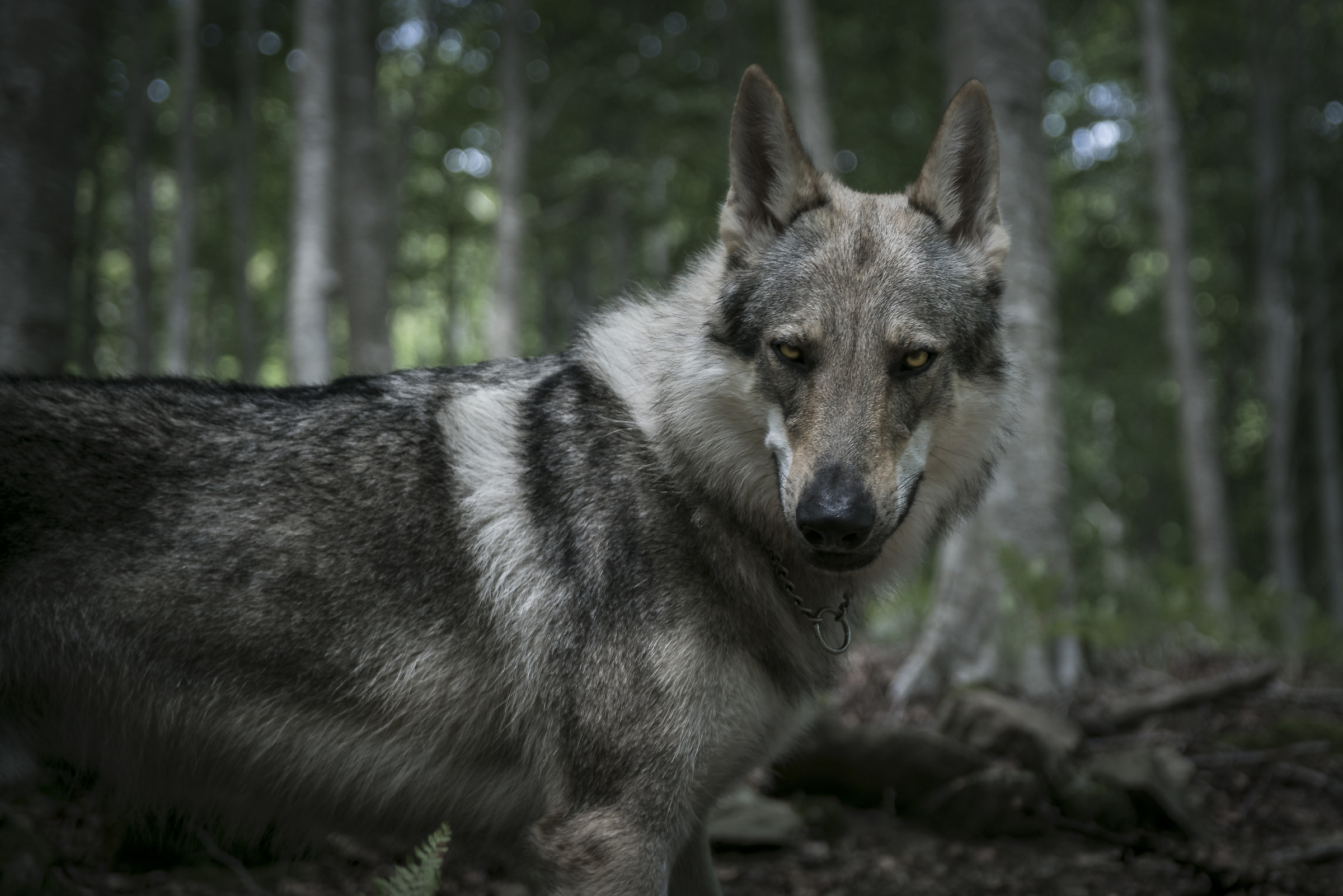 Don't make false moves Gringo