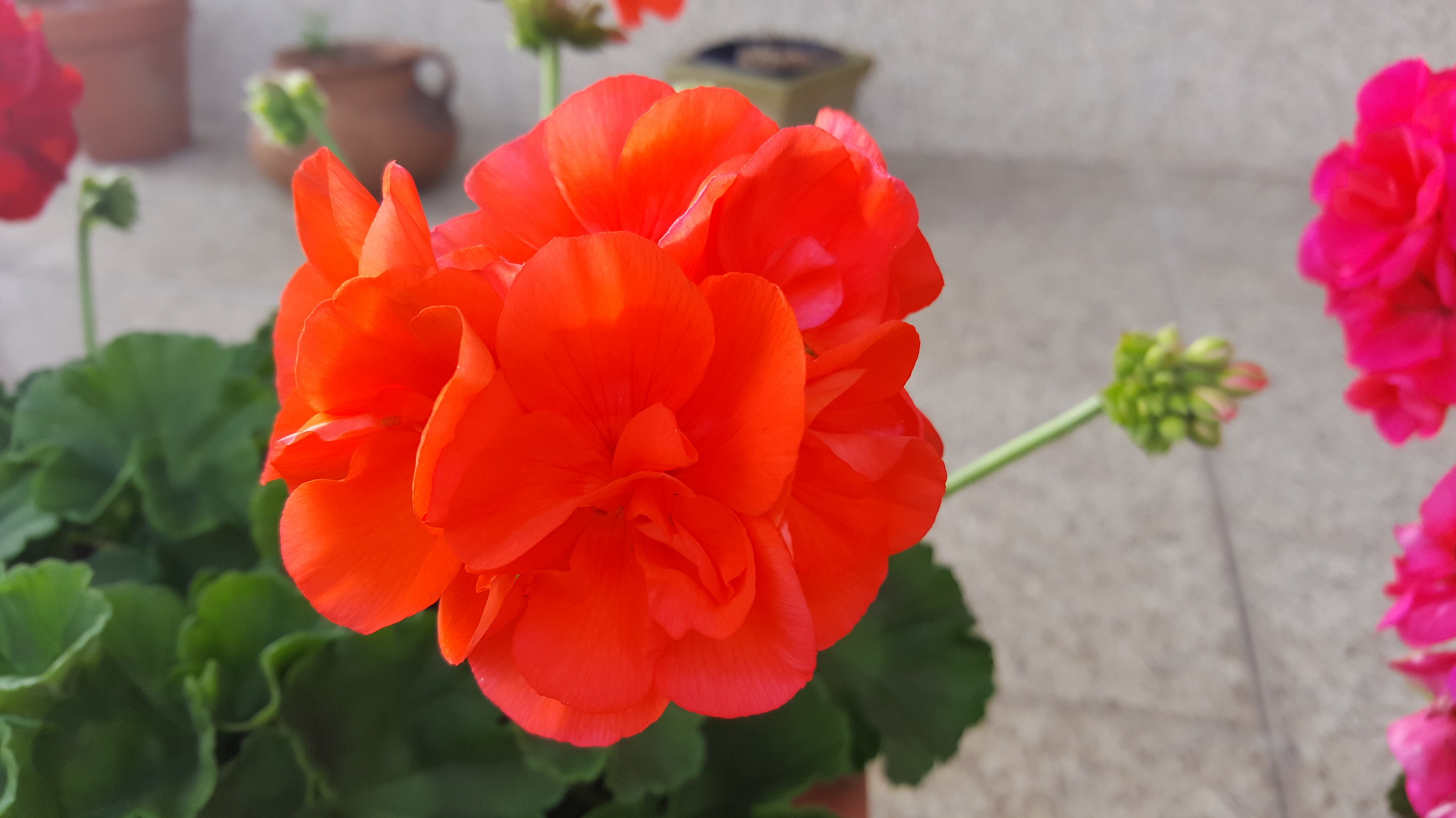 Arancio il colore dell'allegria