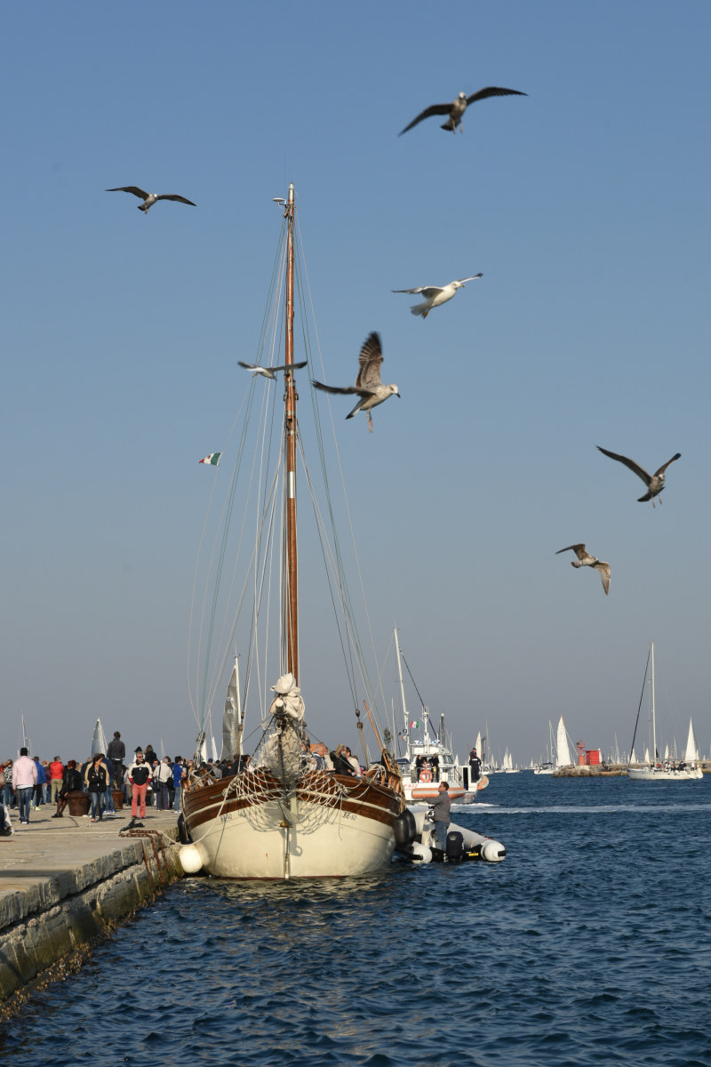 La Barcolana 50 Trieste. 2018