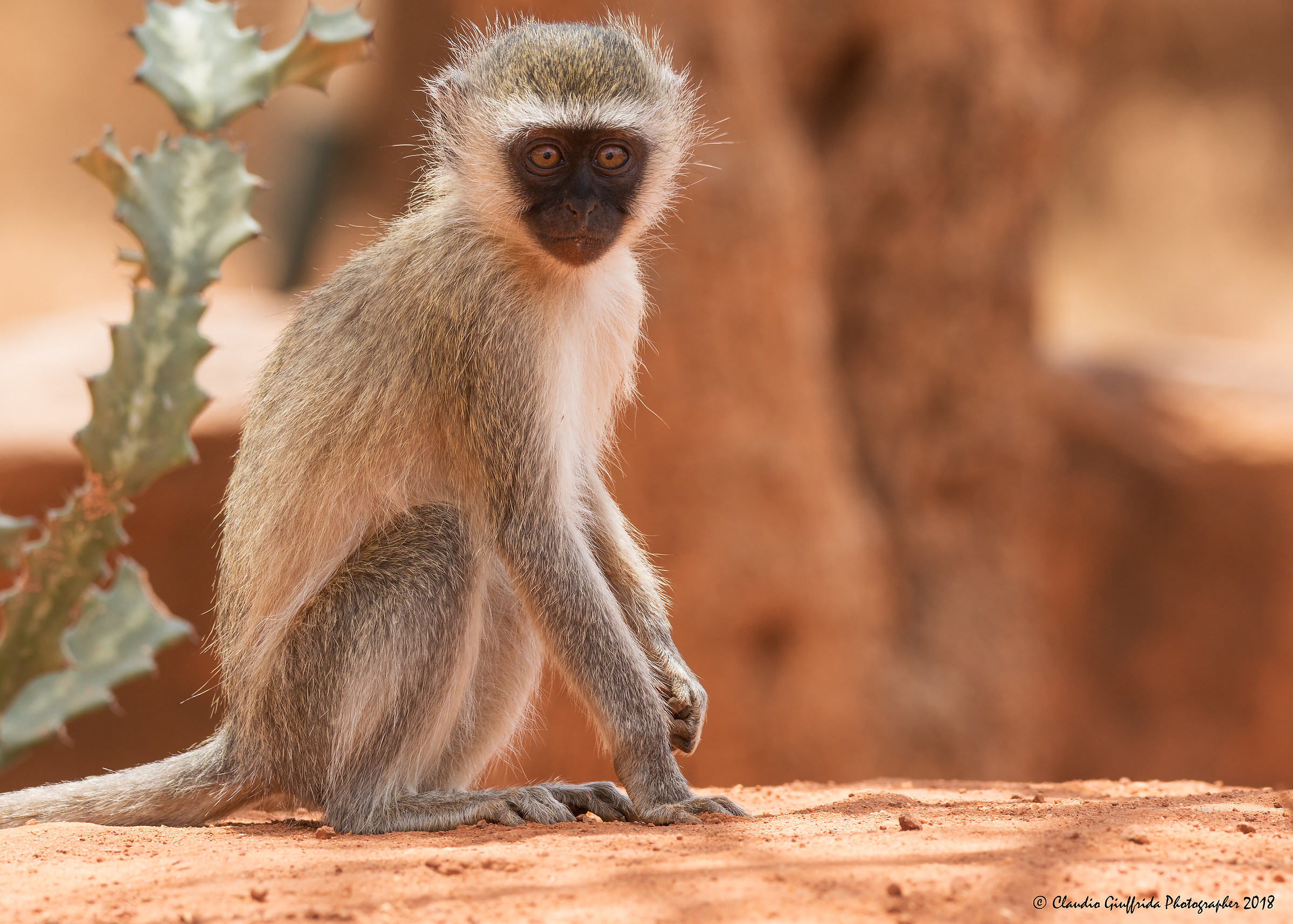 Chlorocebus pygerythrus