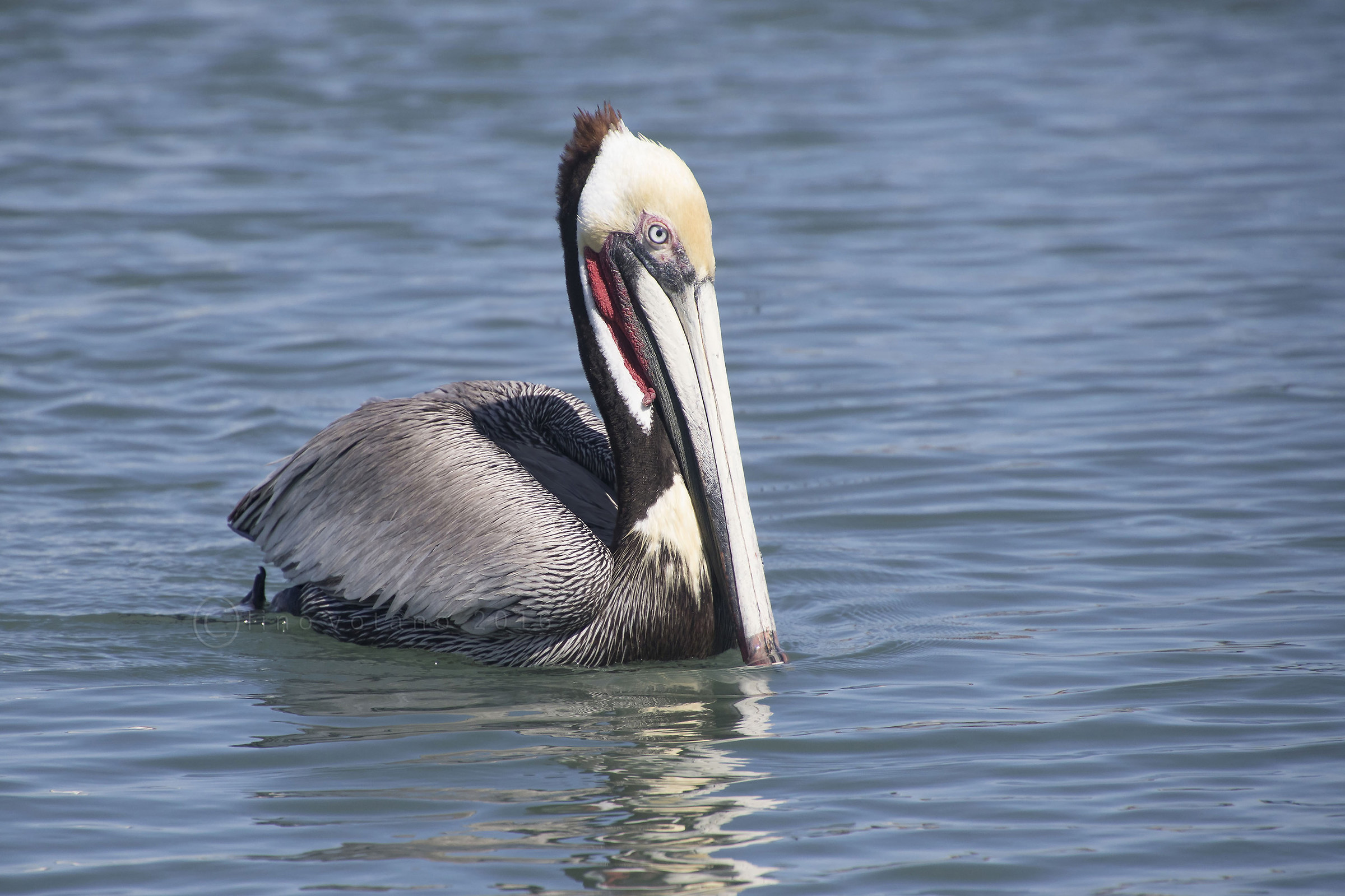 Brown Pelican (Western Pelecanus)