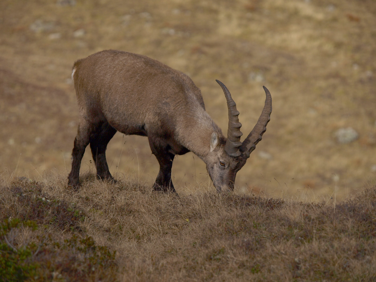 Pascolando tranquillamente a 2000 metri !!