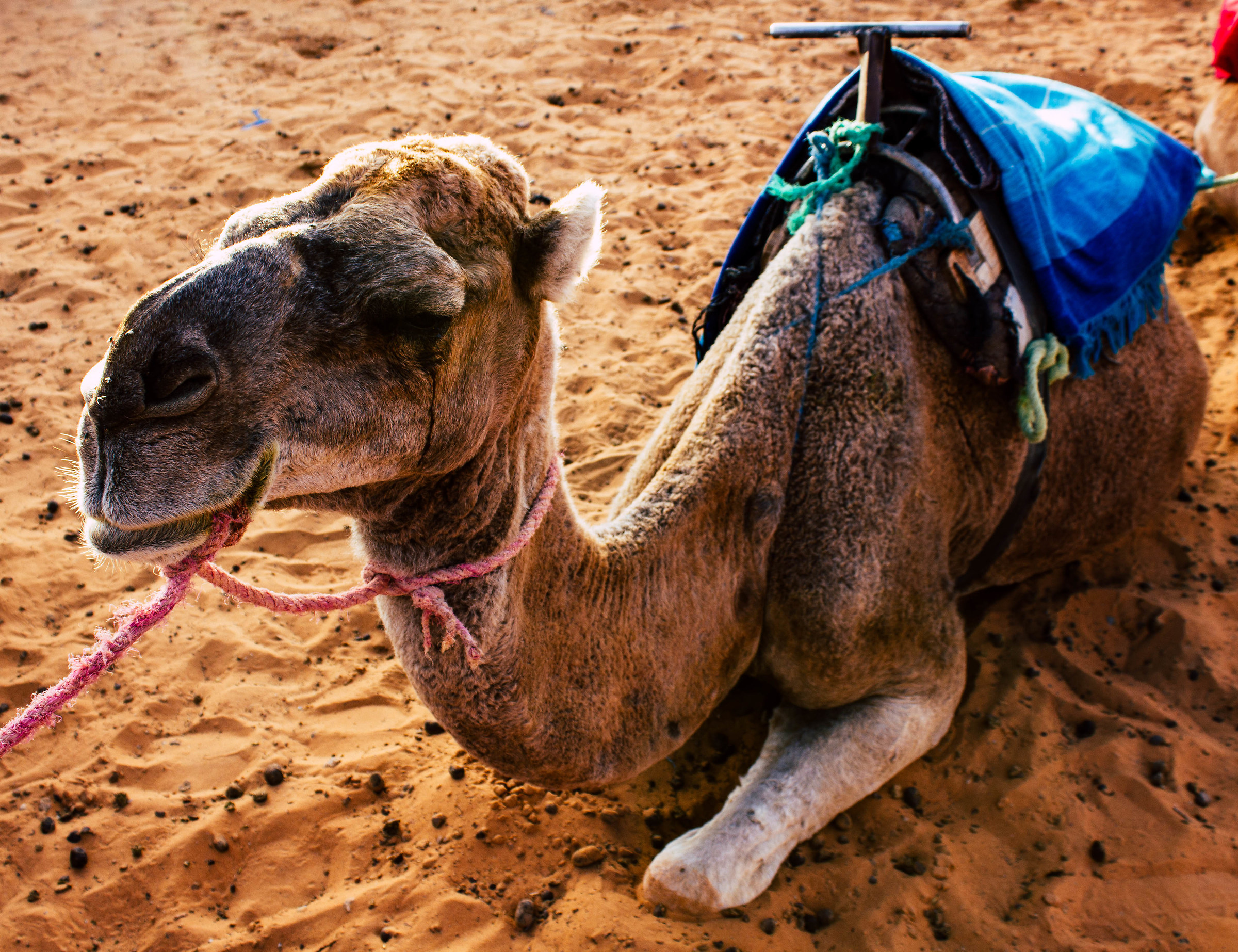 Camel in Sahara Desert
