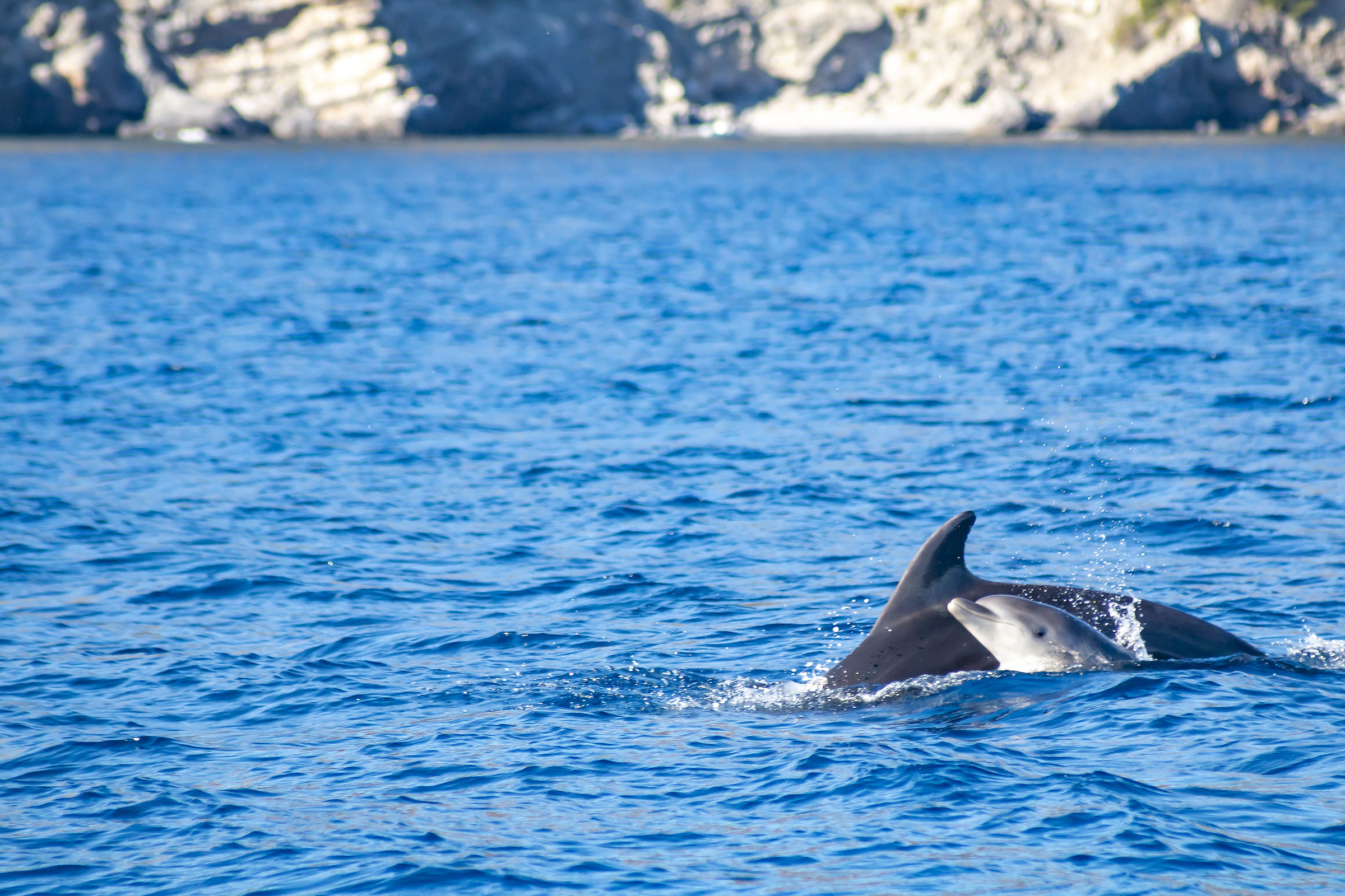 Delfini "il piccolo e l'adulto"