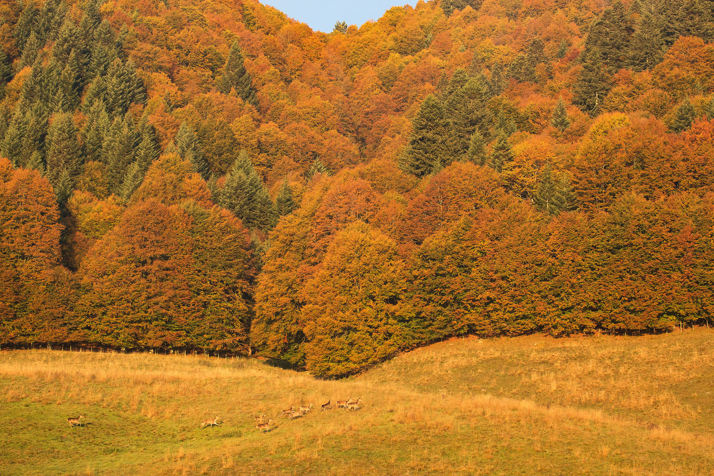 Faggi autunnali con cerve in fuga