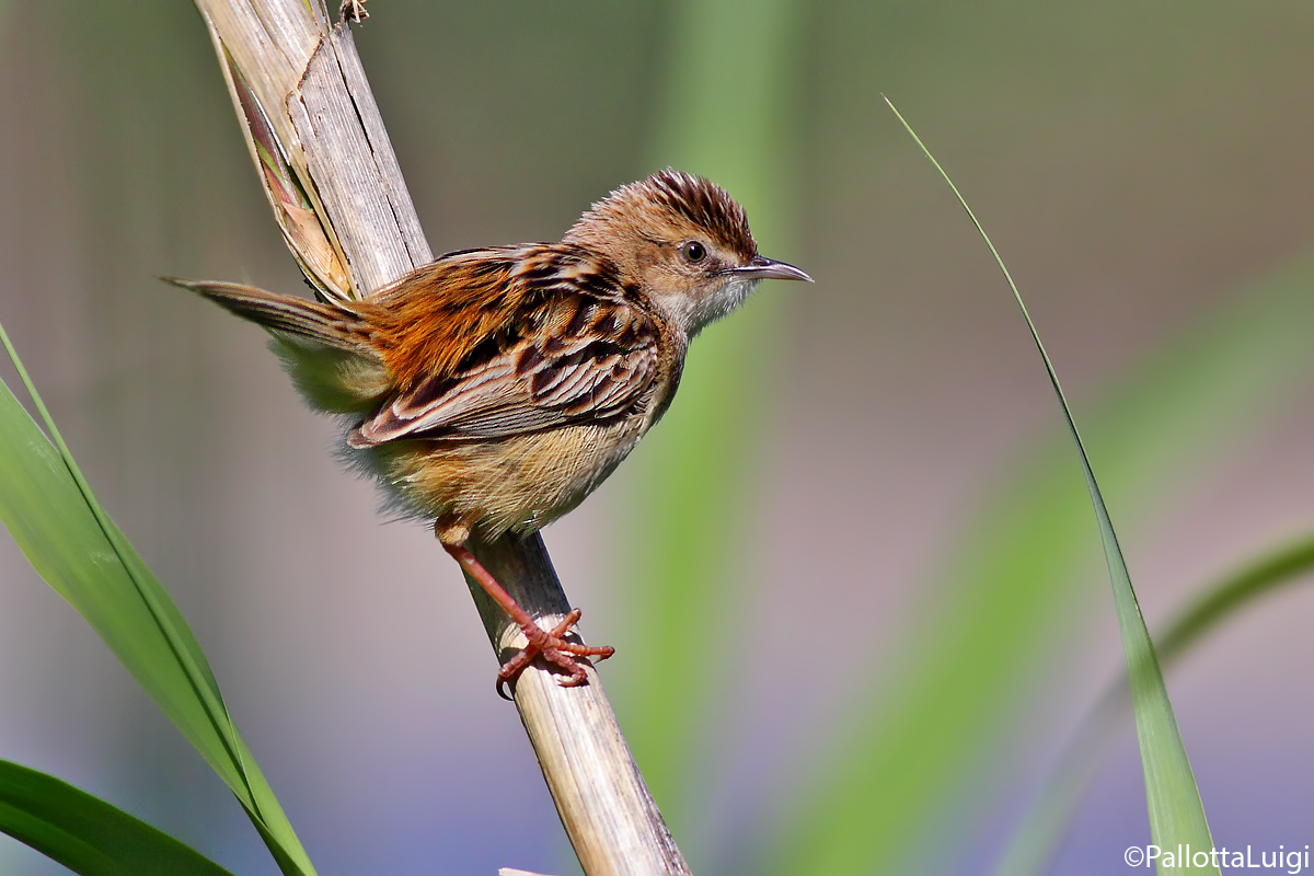 Beccamoschino (Cysticola Juncidis)