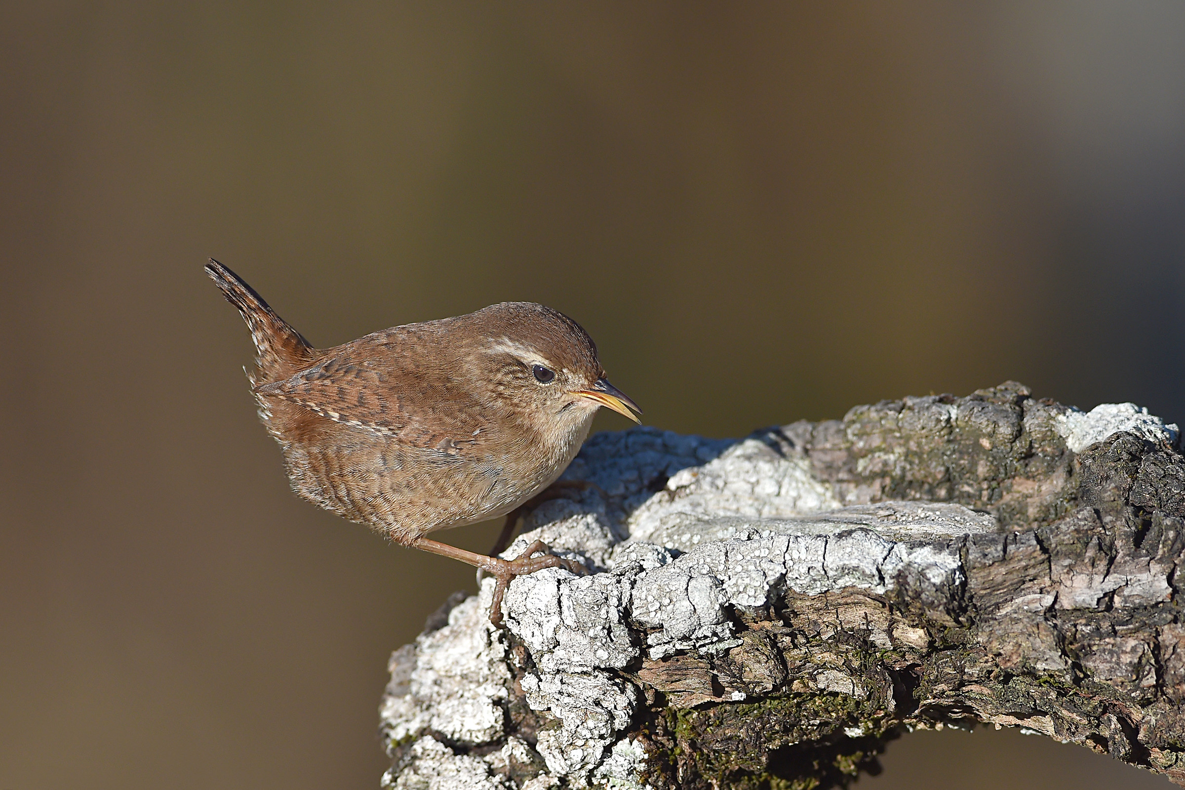 Storie di piume  7  ( Scricciolo )