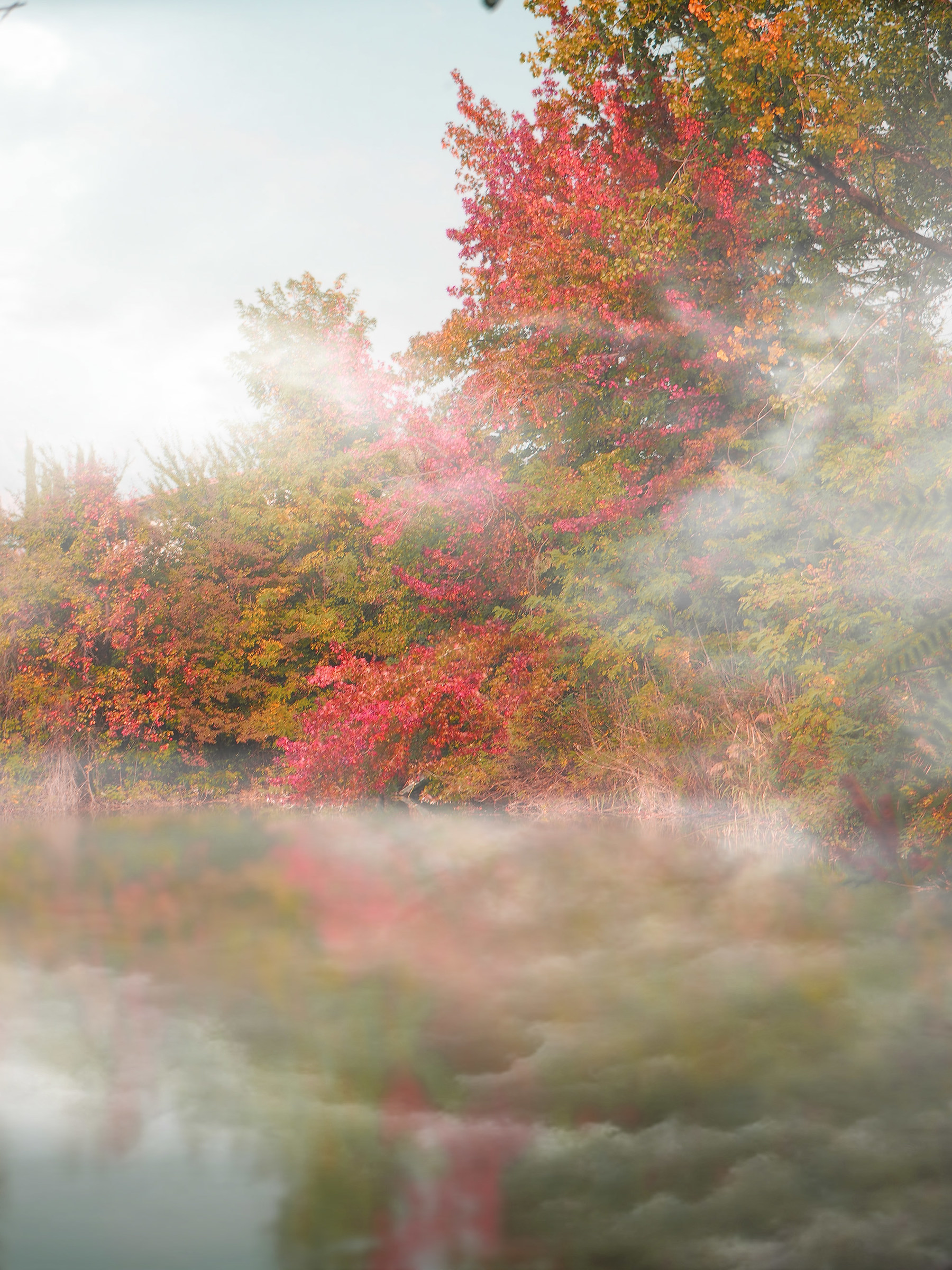 Nebbia nelle Torbiere del sebino