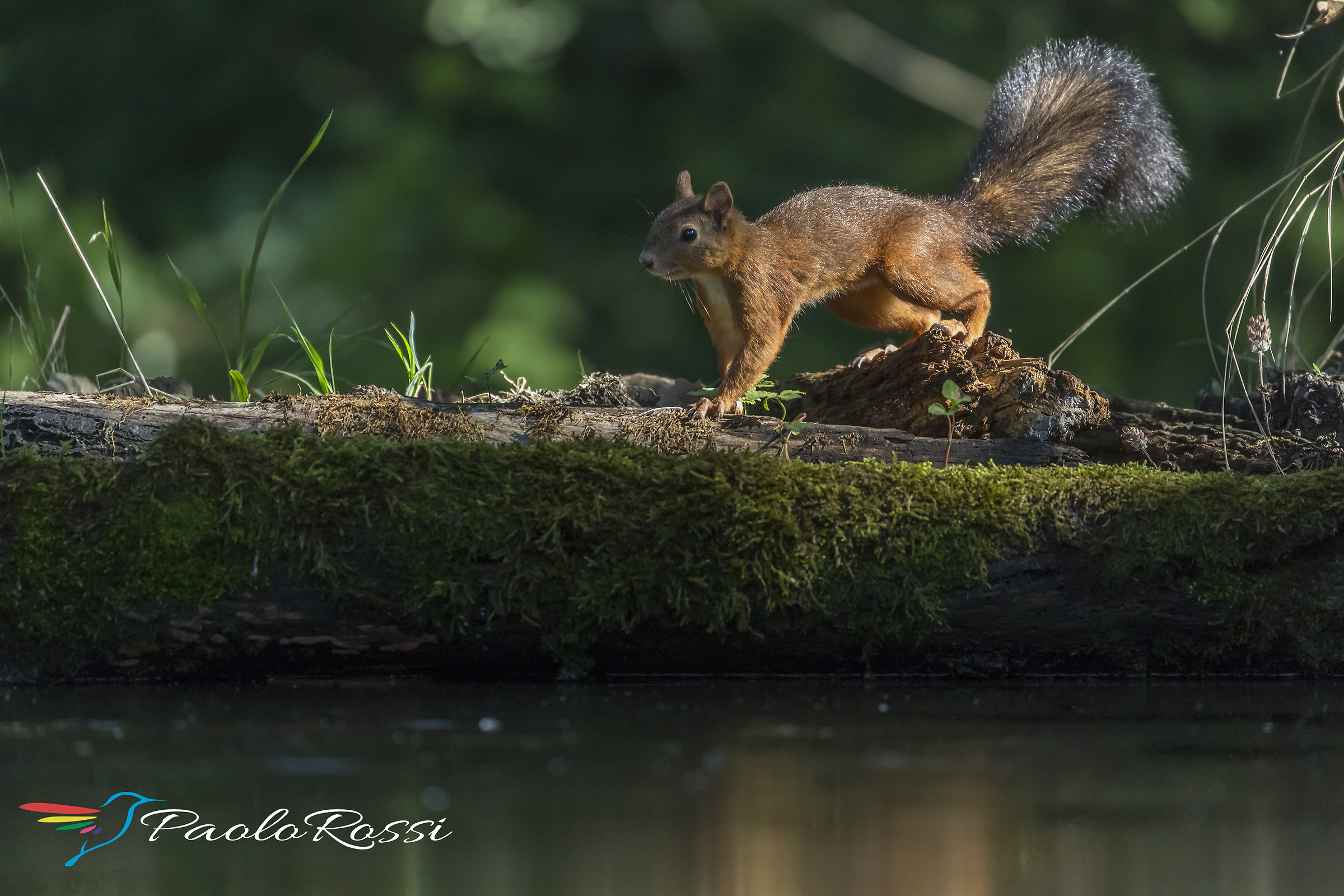 Il folletto rosso...