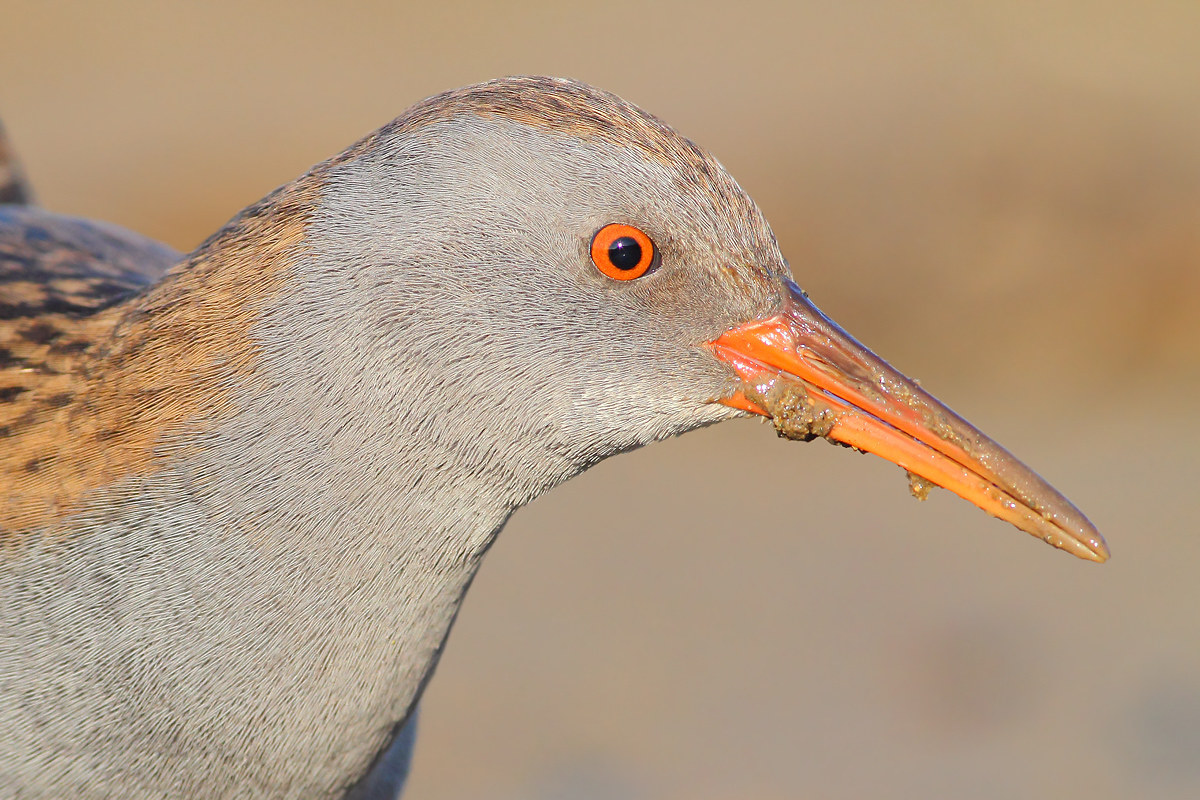 Water Rail