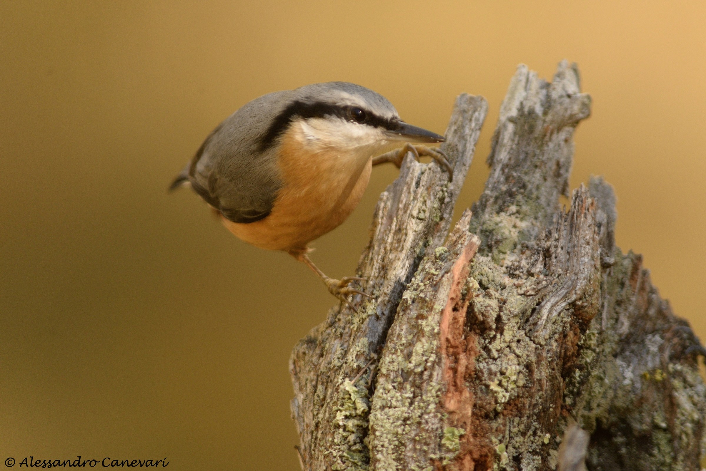 Picchio muratore curioso