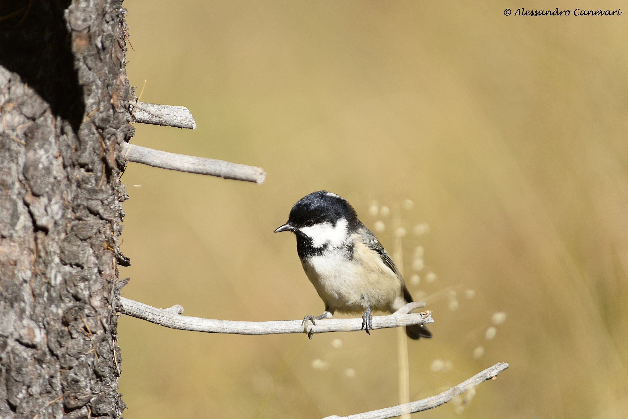 Cincia mora in pausa