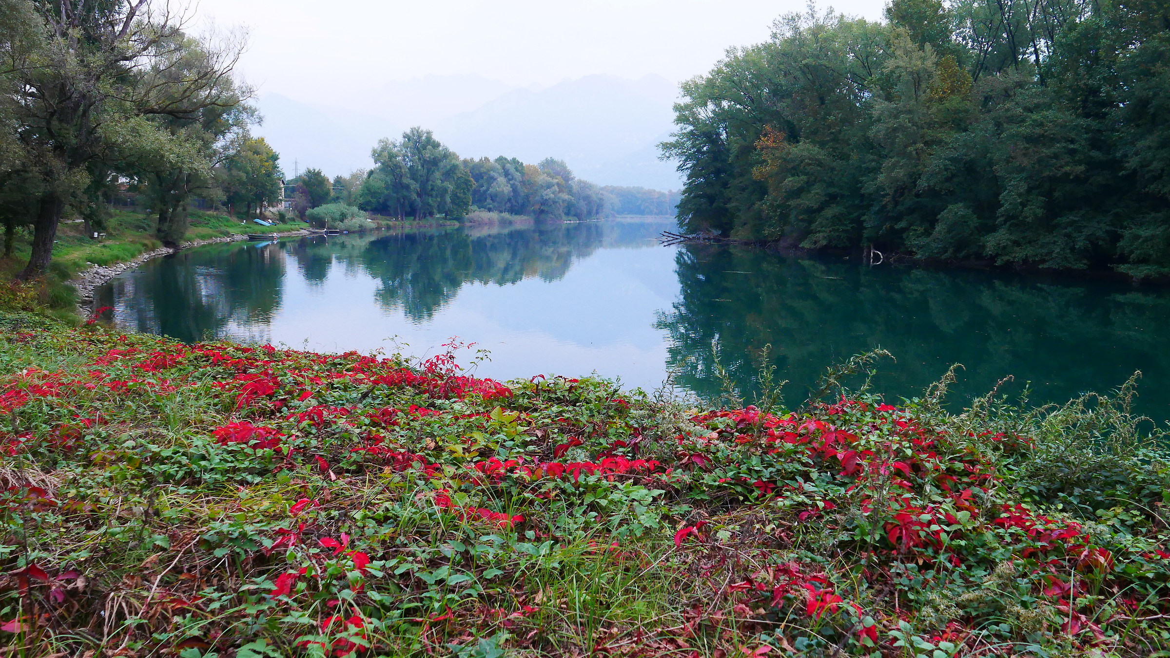 vite americana lungo l'Adda