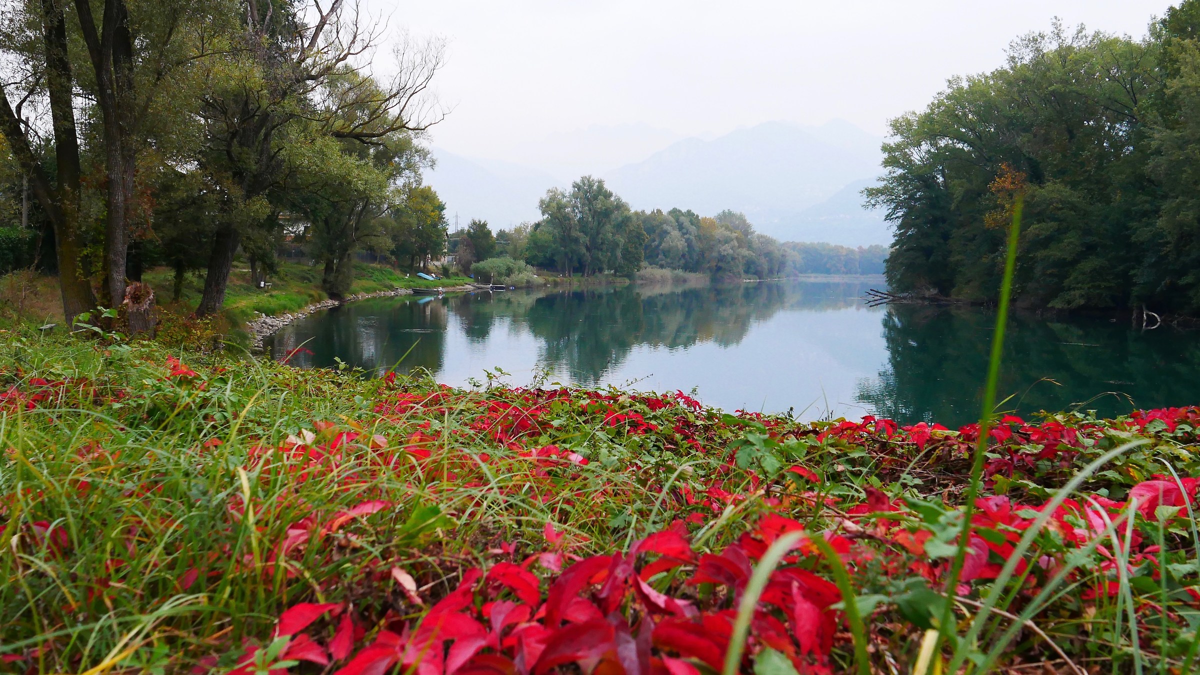American Vine along the River Adda 2