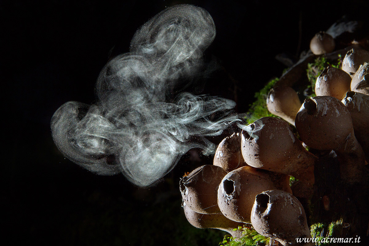 Lycoperdon pyriforme