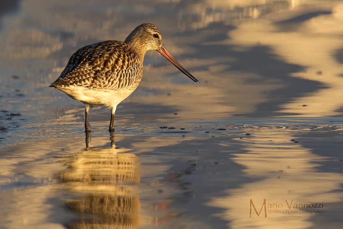 Bar-tailed Godwit at dawn
