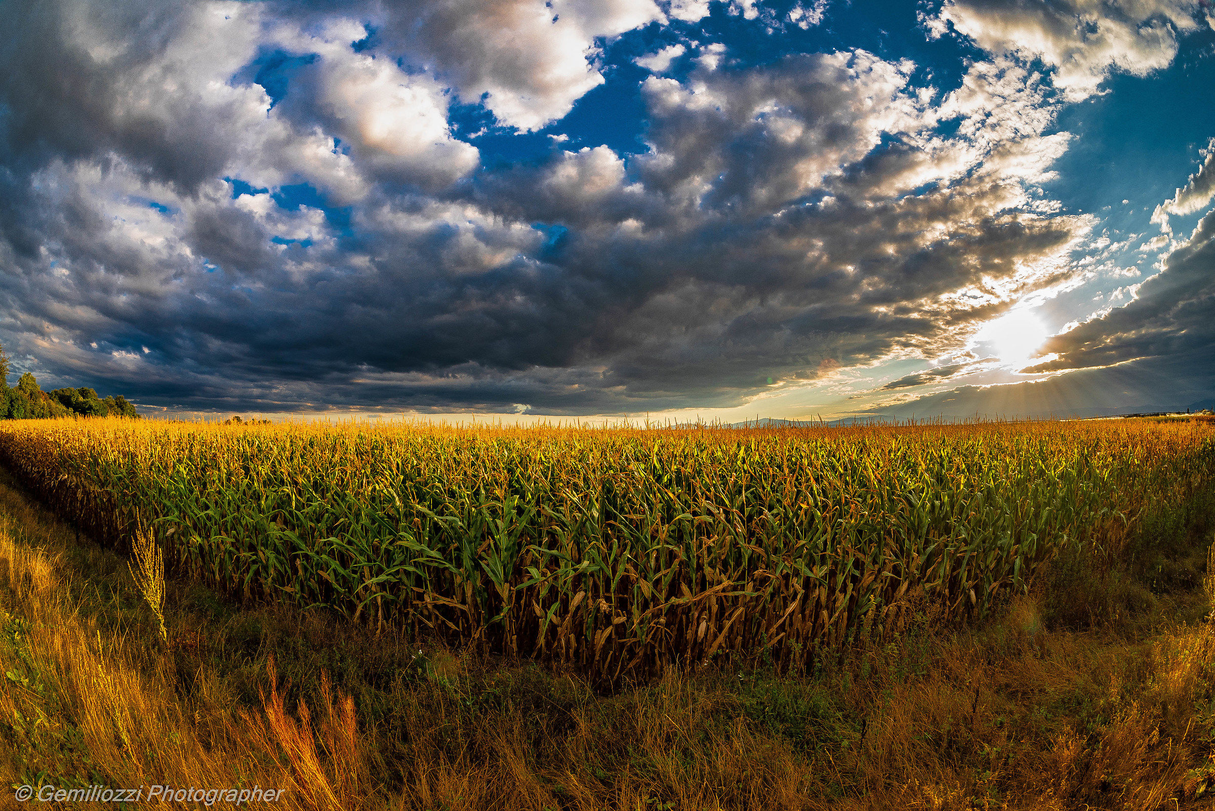 Girasoli in Alto Reno 2018
