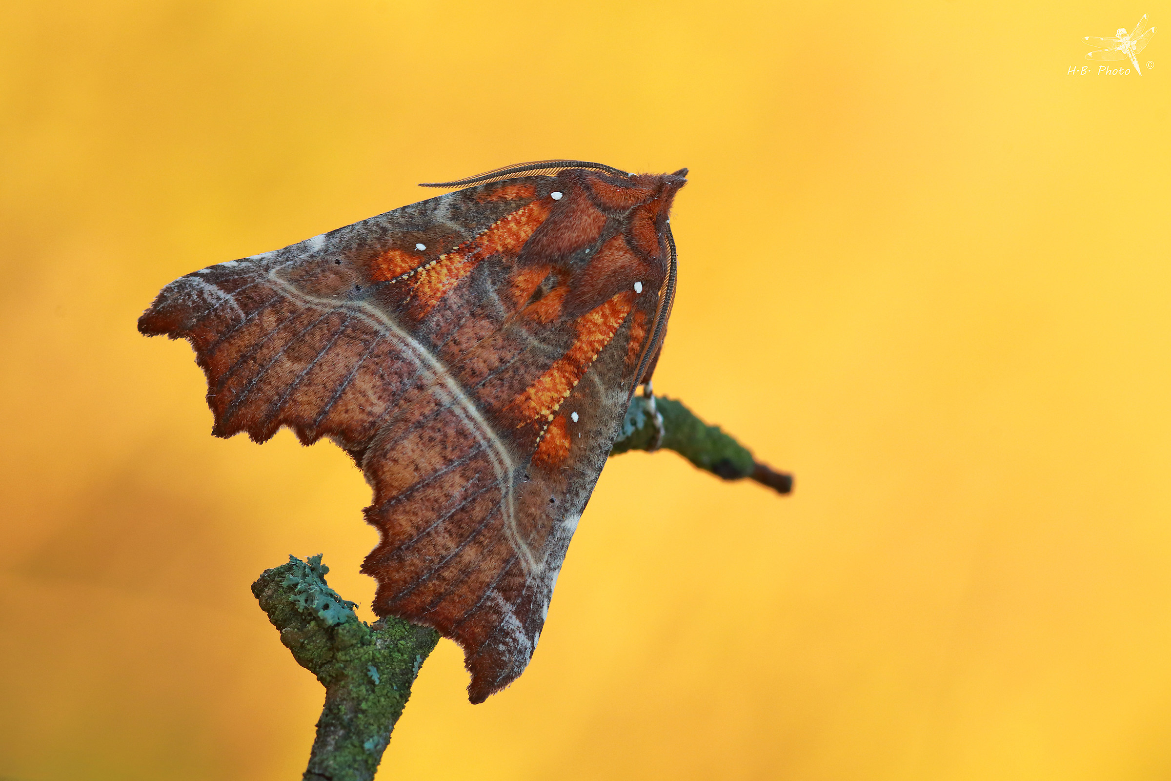 Scoliopteryx libatrix