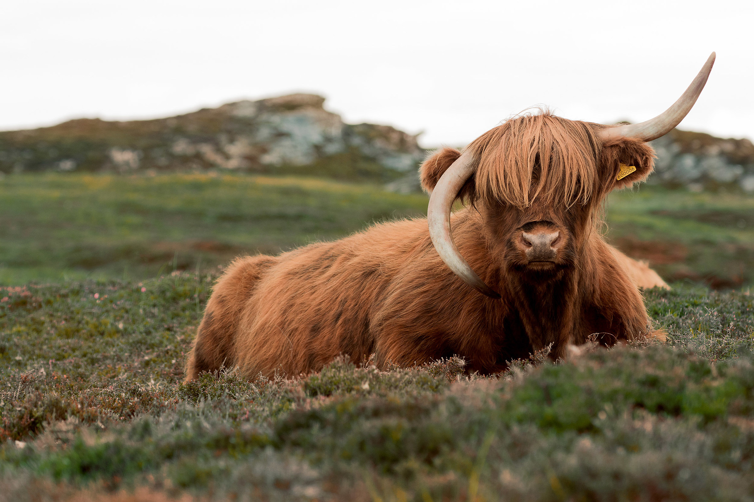 mucca delle Highland