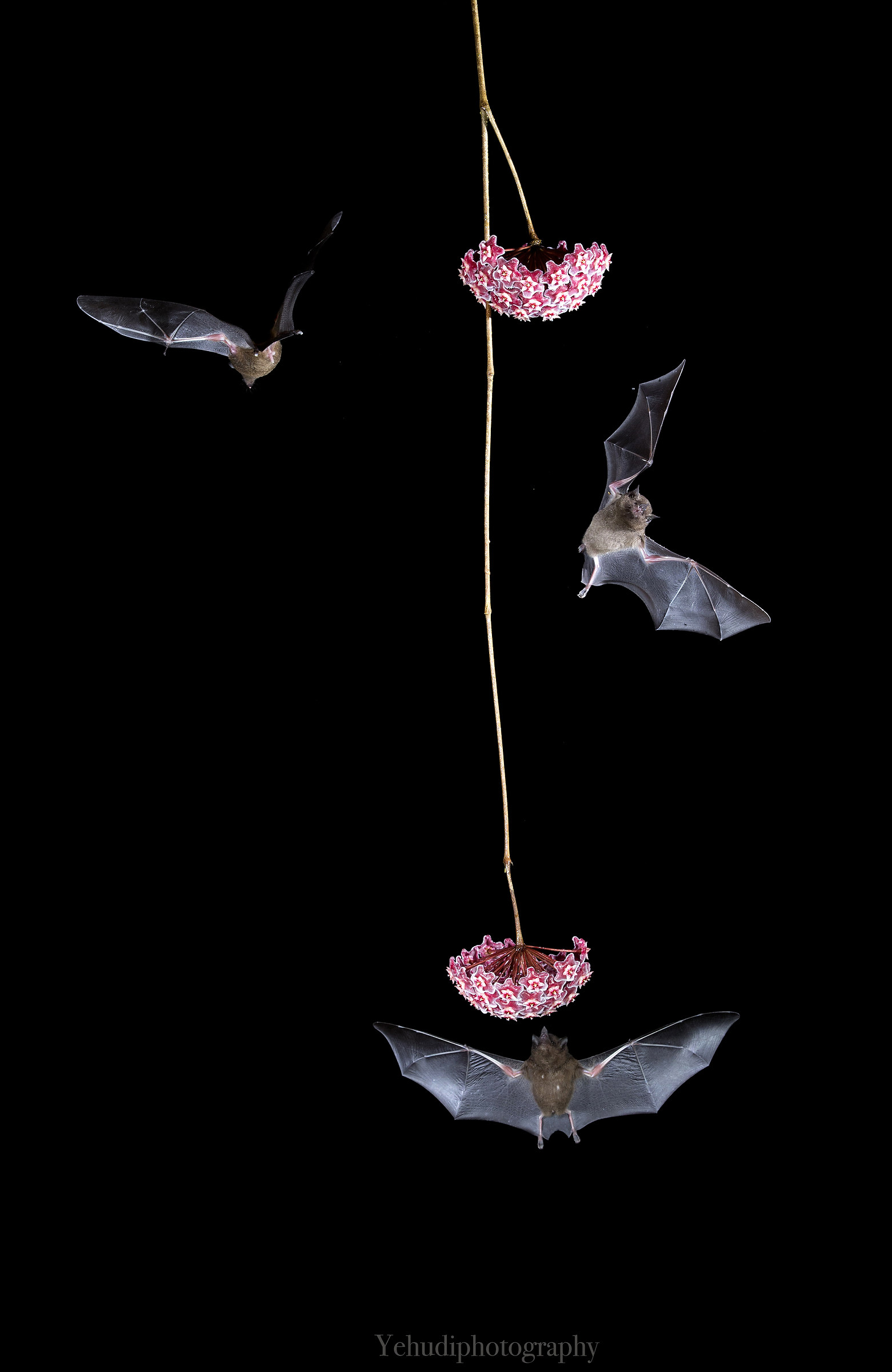 Long tongued bats