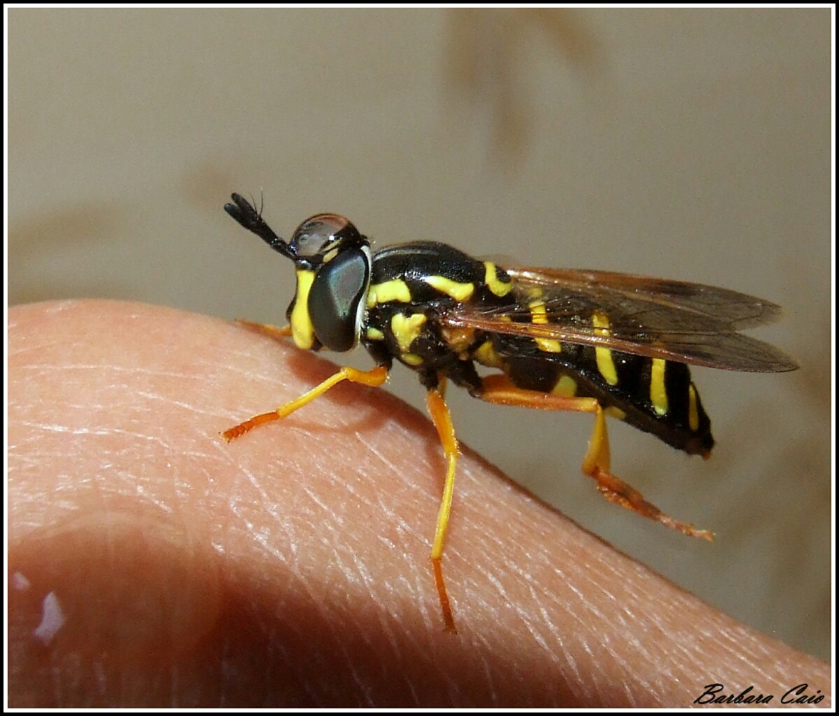 "Chrysotoxum festivum" female