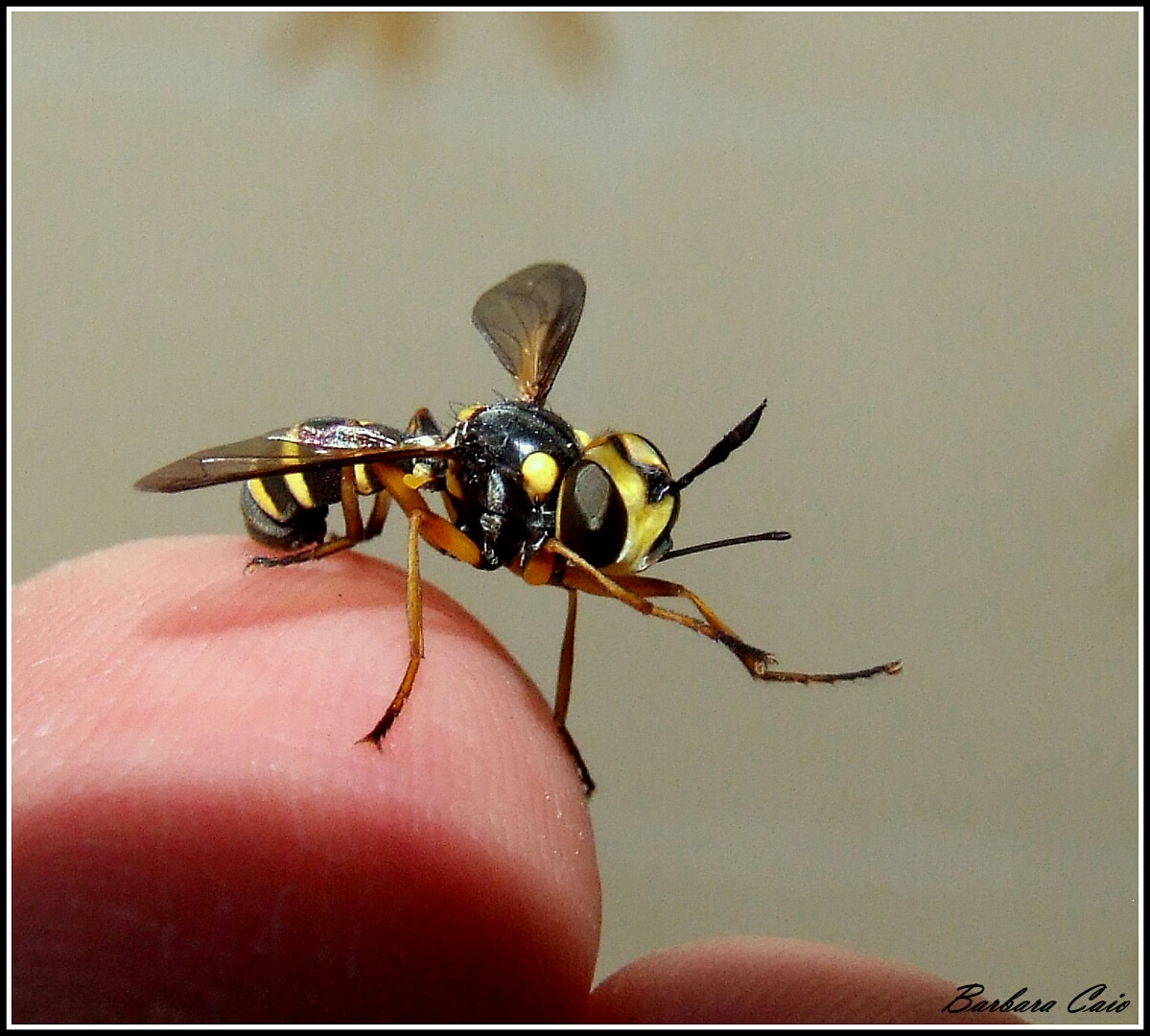 "ConOps scutellatus" male ?