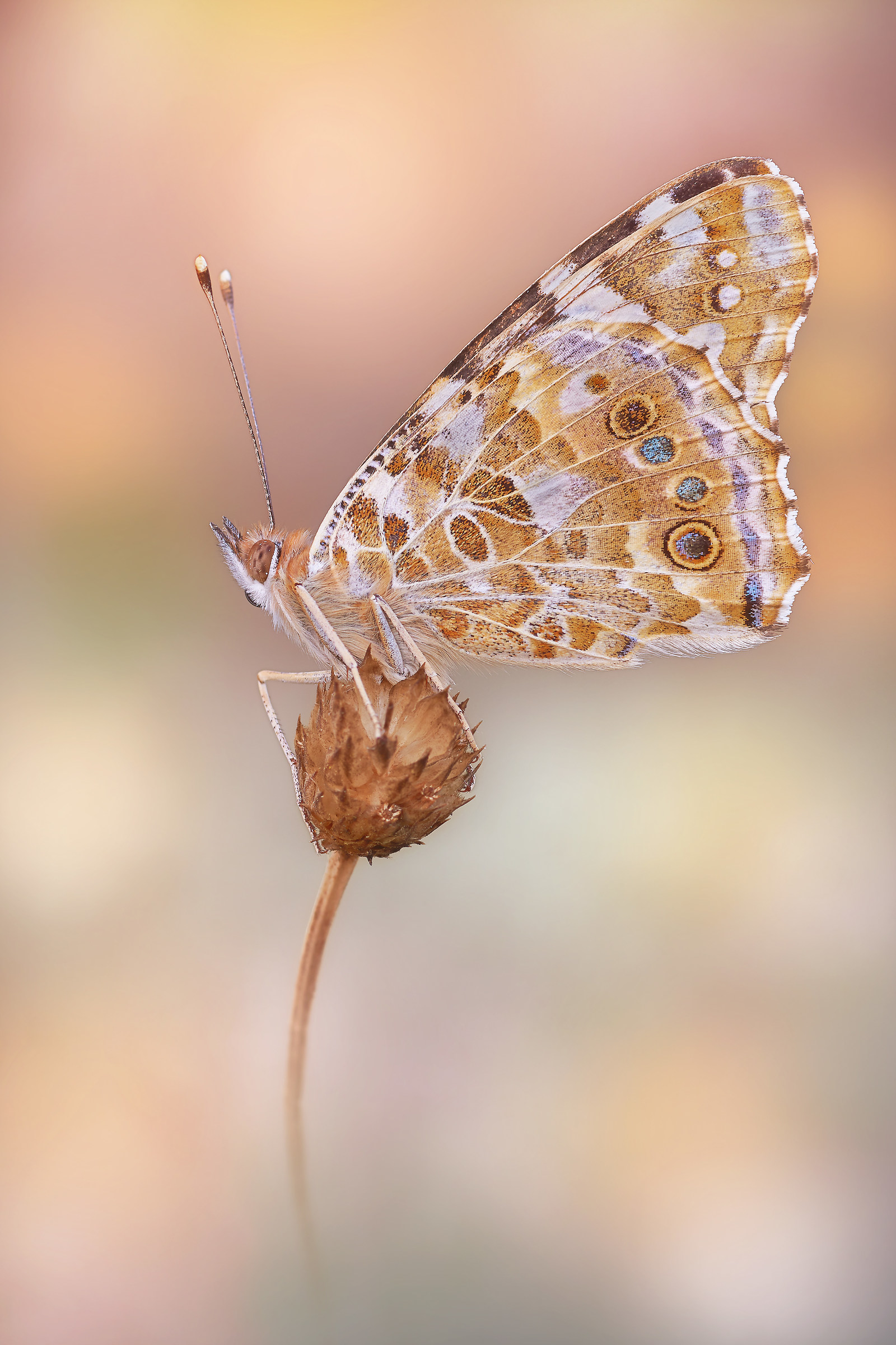 Vanessa cardui (Linnaeus, 1758)