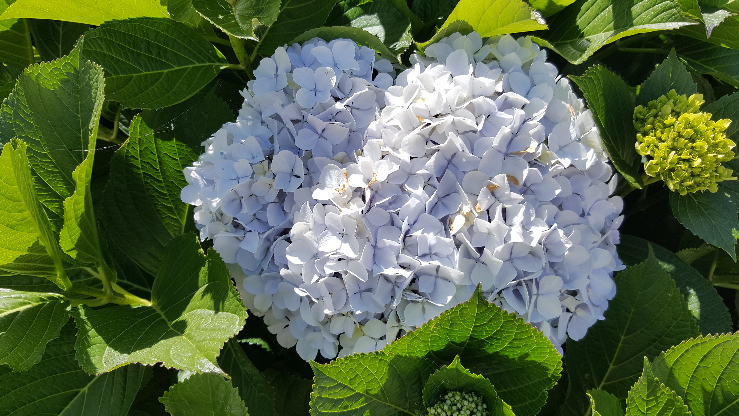 The delicate colors of nature