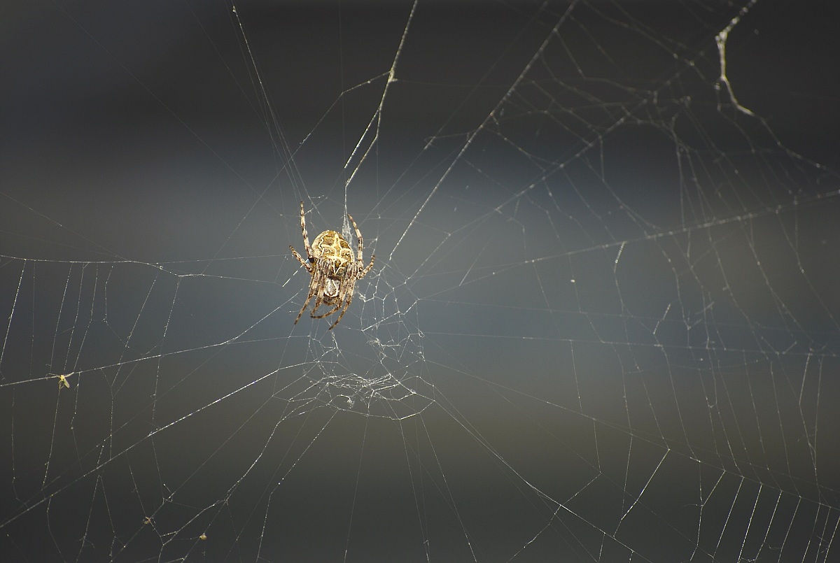 araneus diadematus