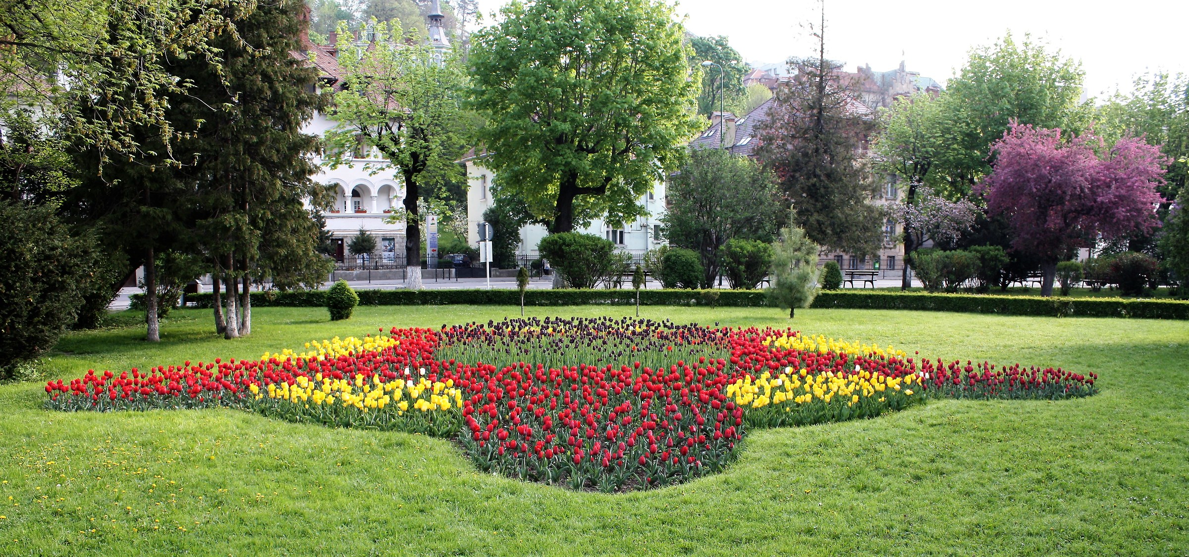 Tulips in Brasov