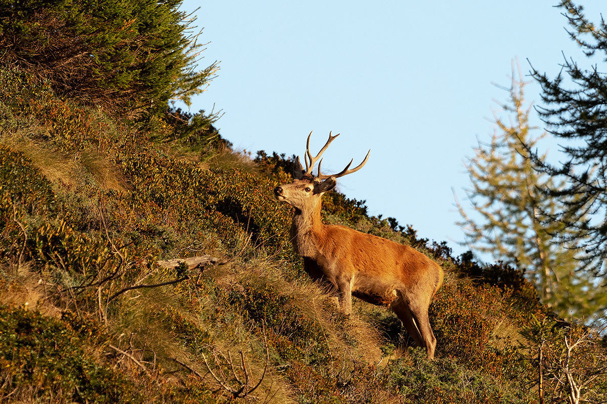 Someday I'il be the Boss