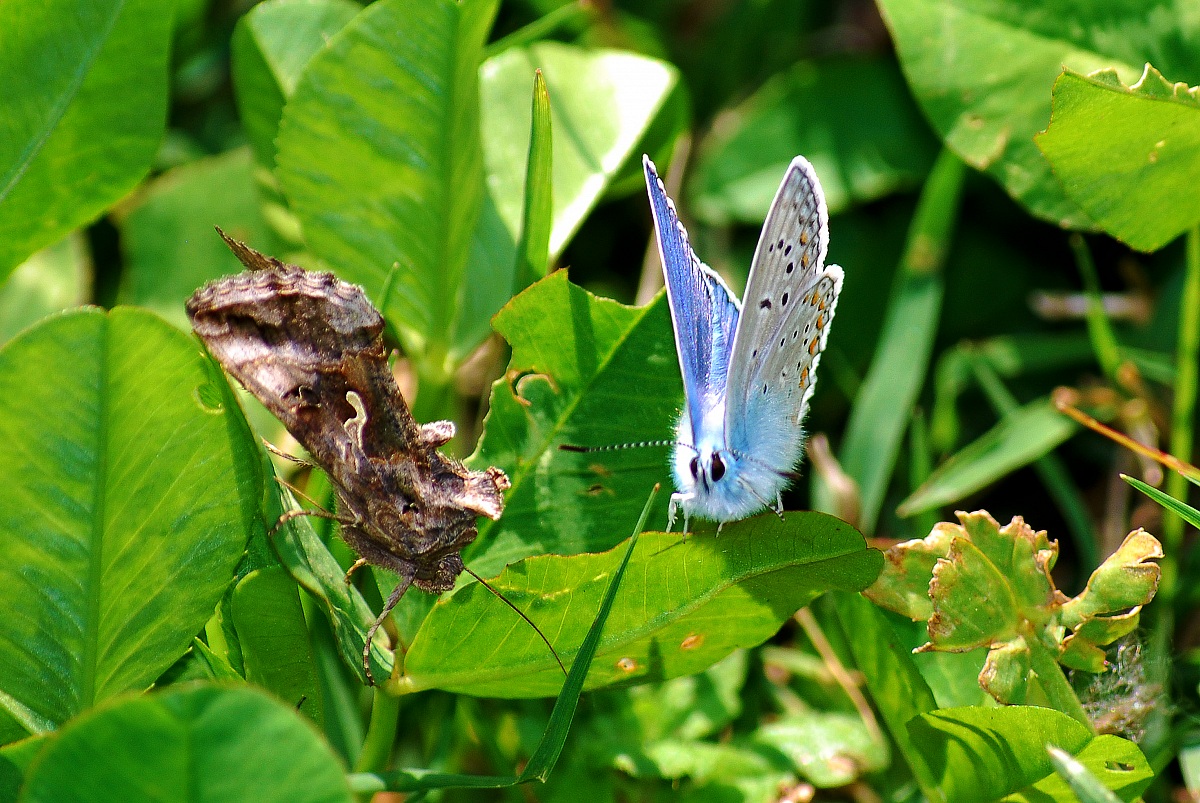 La bella e la bestia