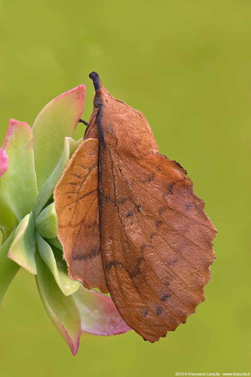 Gastropacha quercifolia Linnaeus, 1758