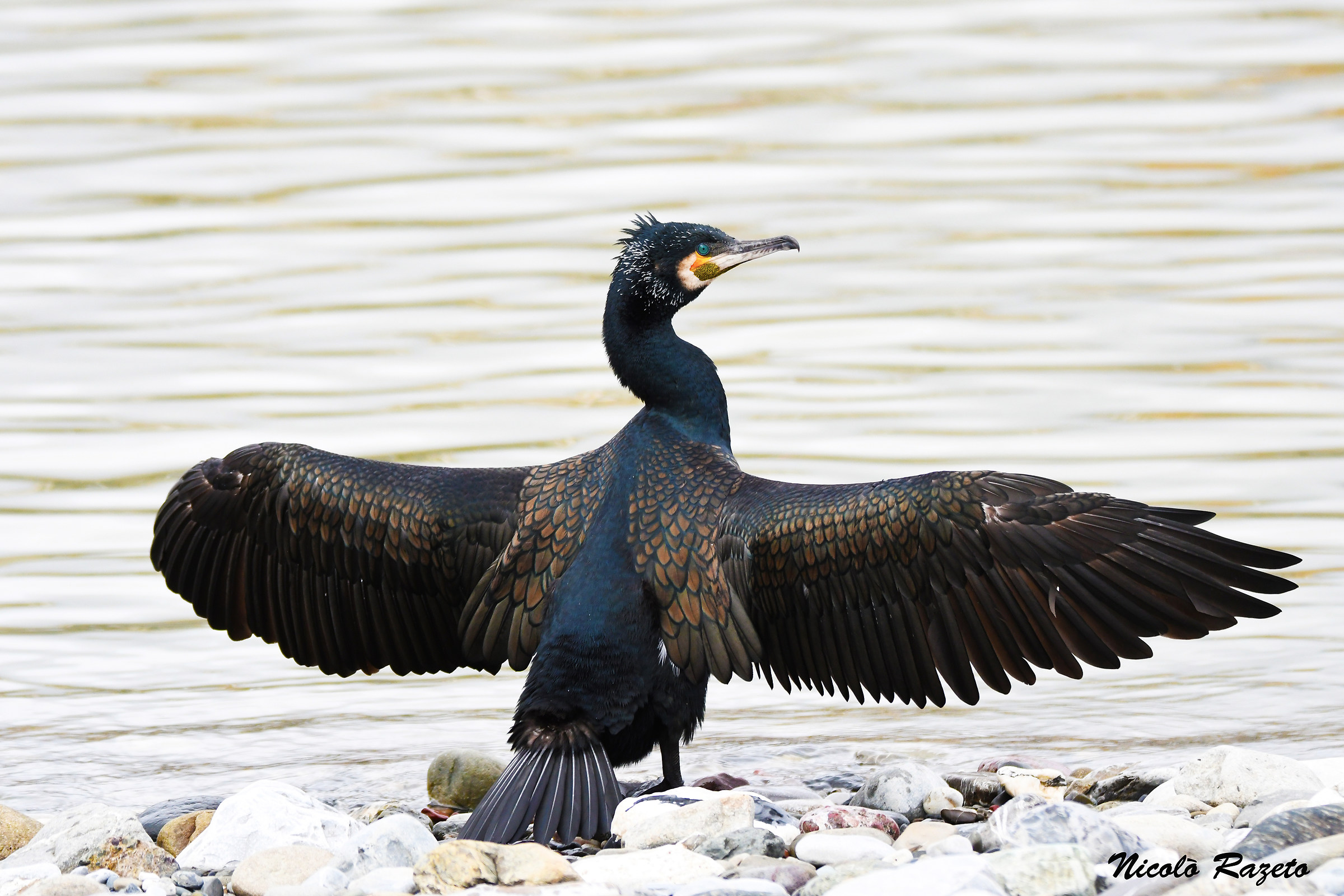 cormorano