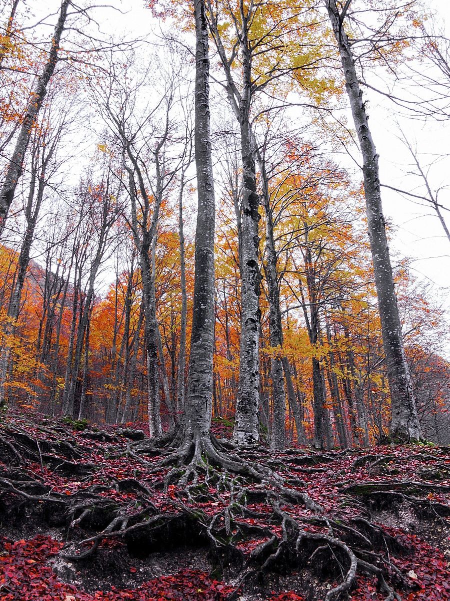 Roots, Stems and Leaves (Color Correction)