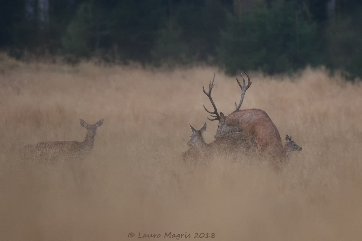 Cervi in amore (Deers in love)