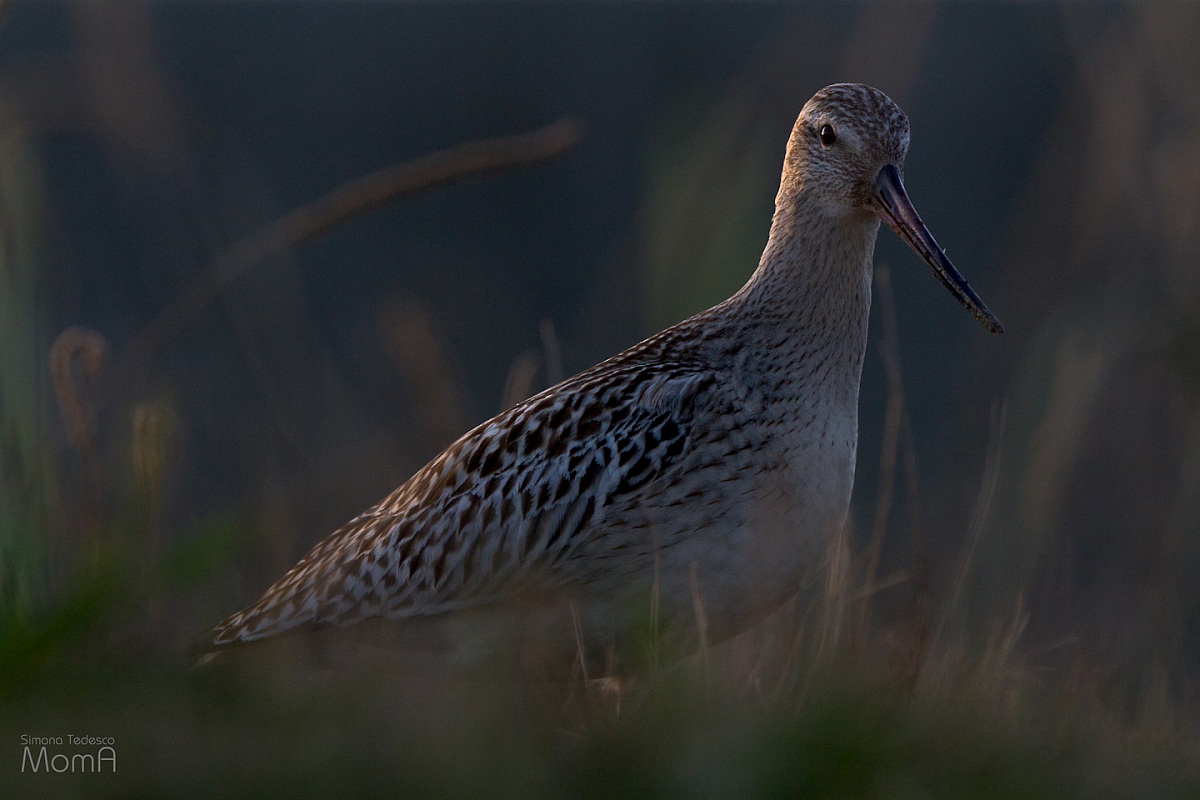 Bar-tailed Godwit - silhouette