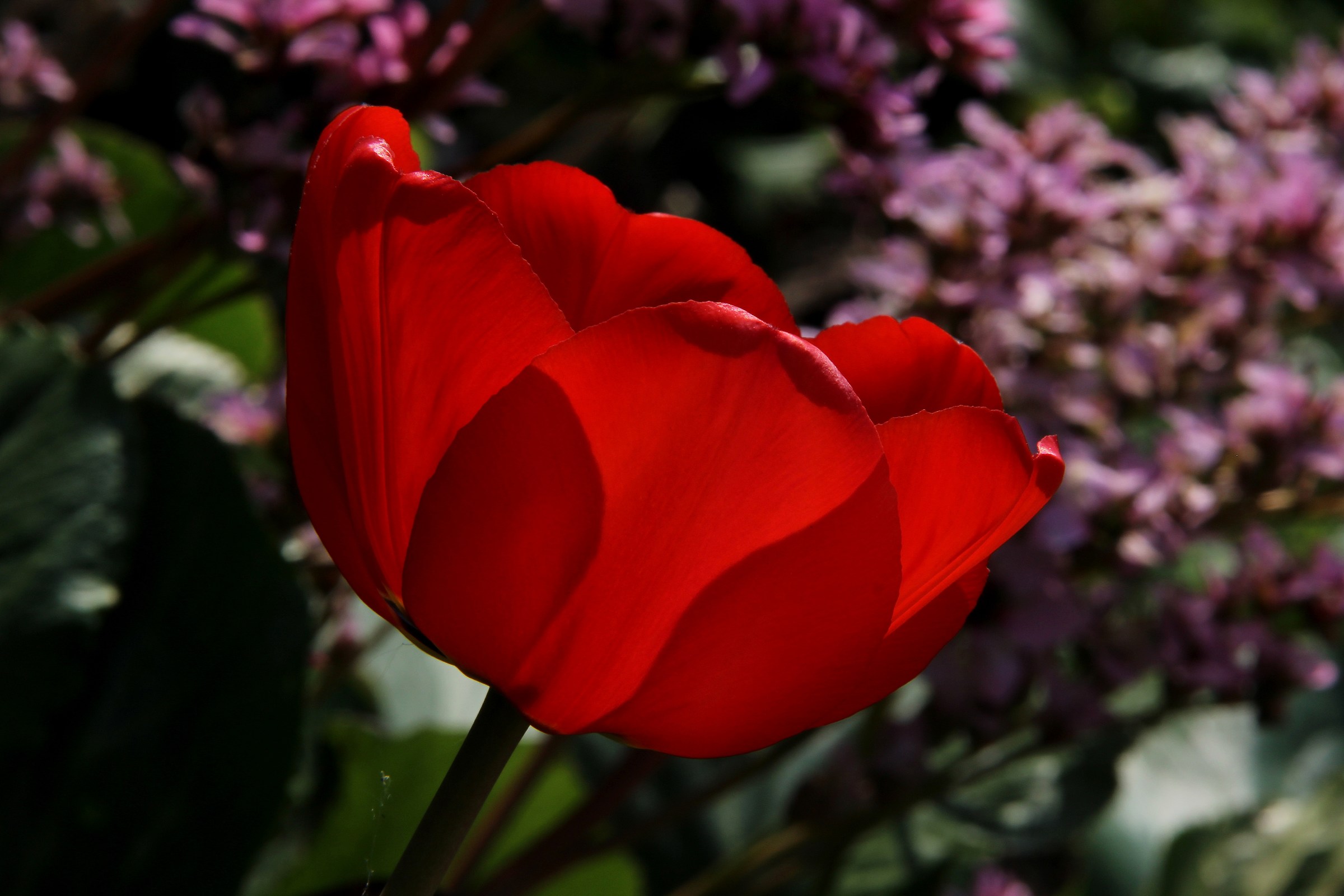 Lonely Tulip.....