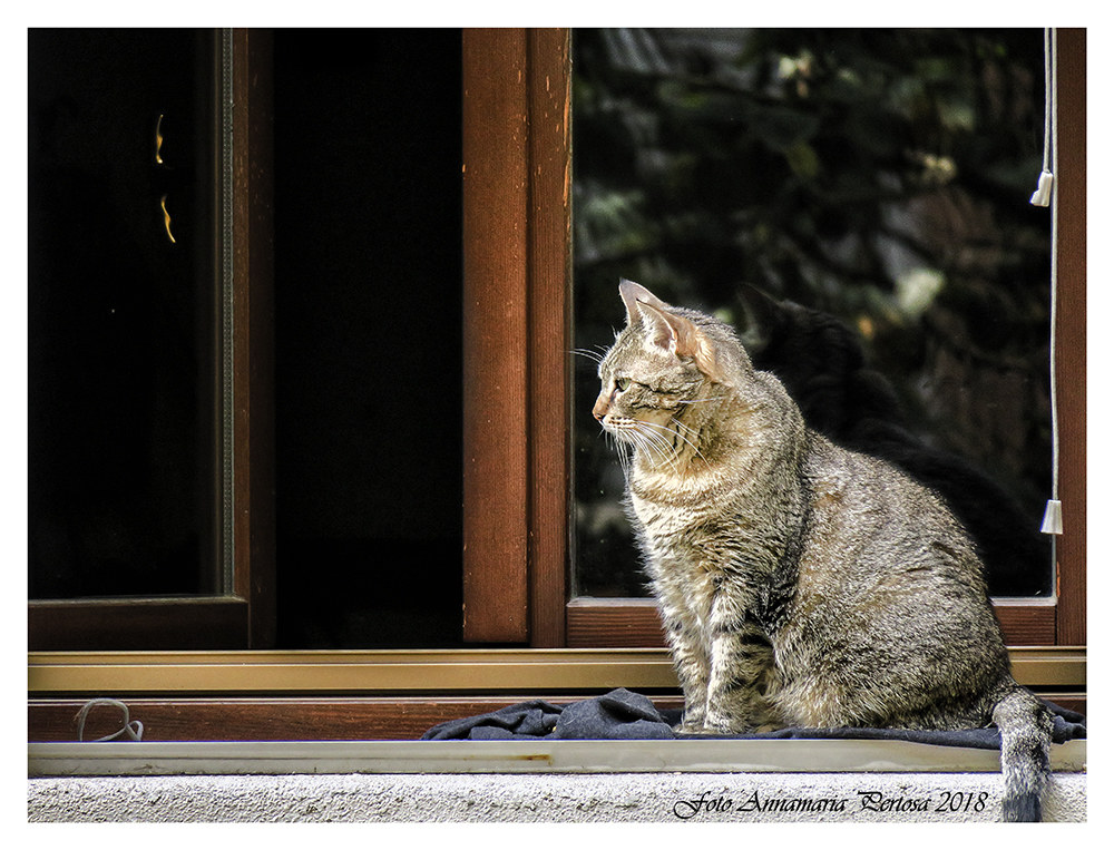 For Milly by Claudio Cozzani