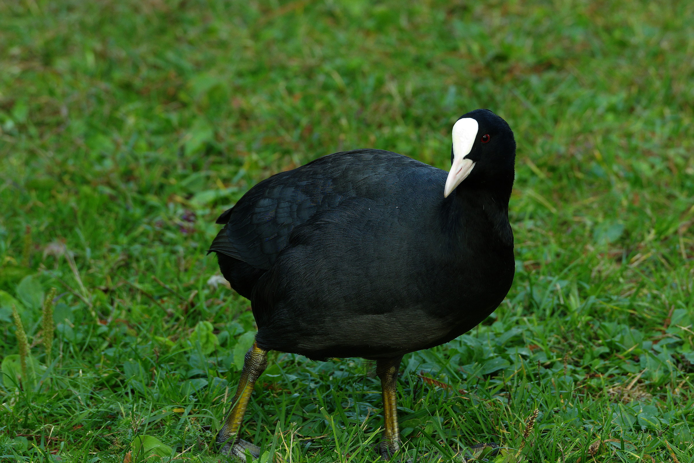 Coot on the grass