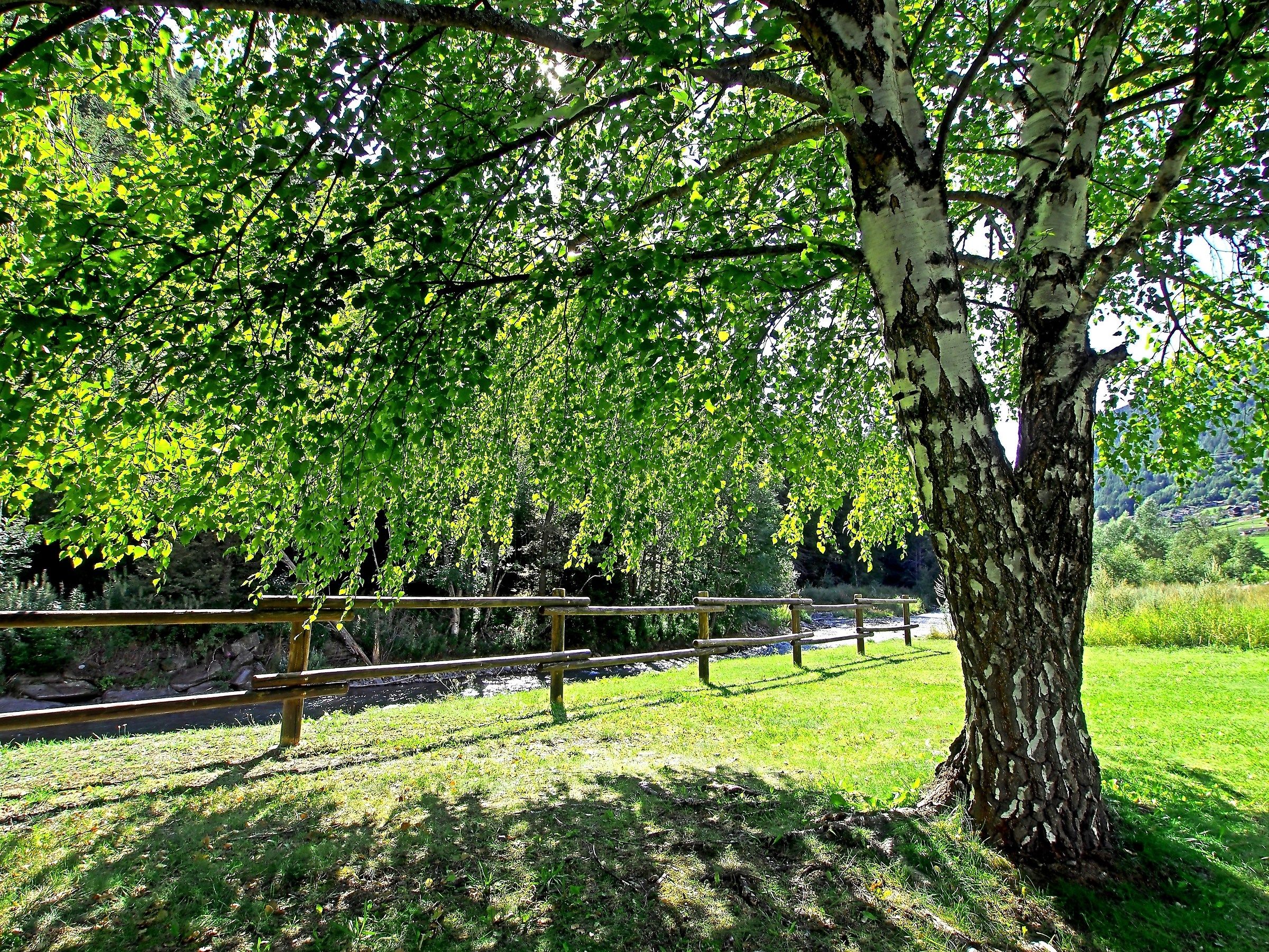 All'ombra d'una betulla