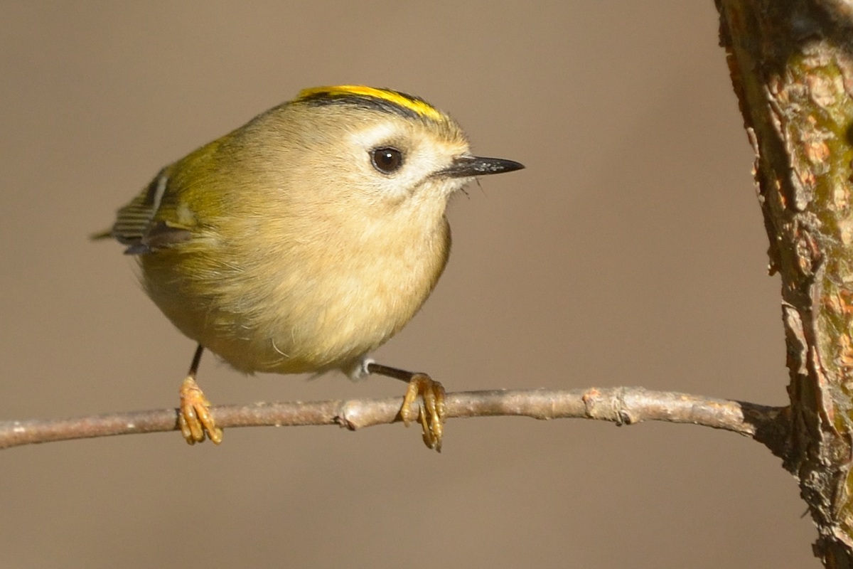 female ruler, Ligurian Alps