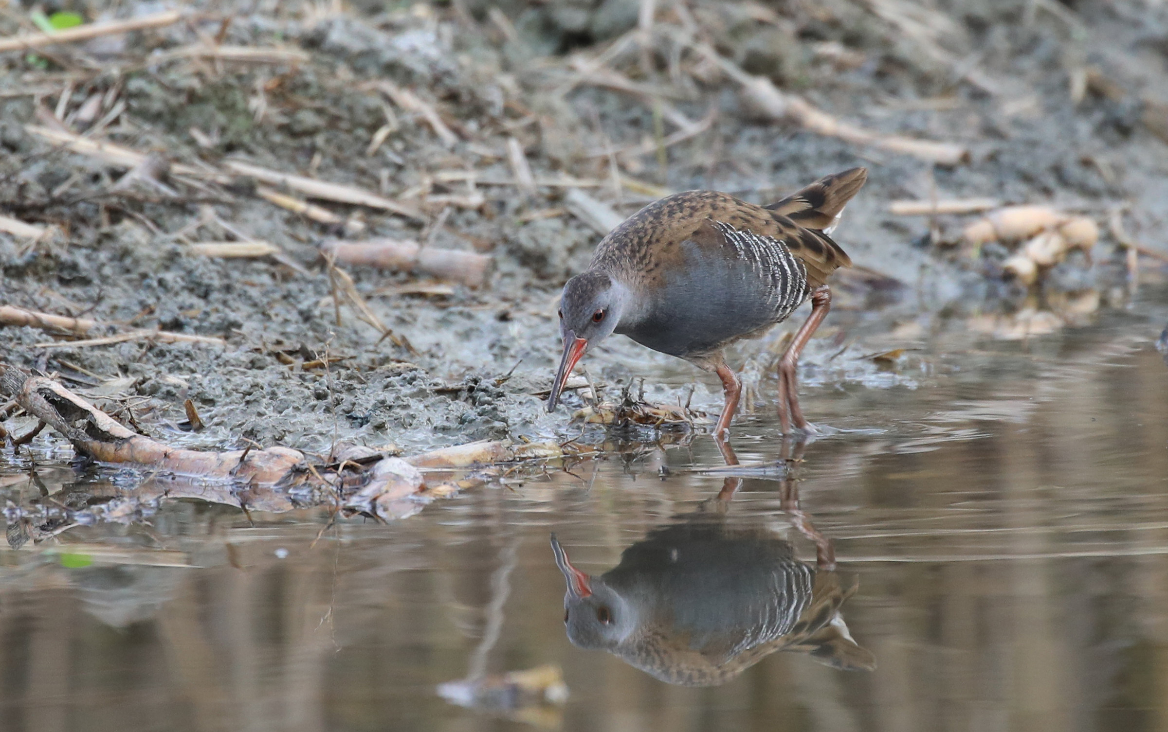 Water Rail