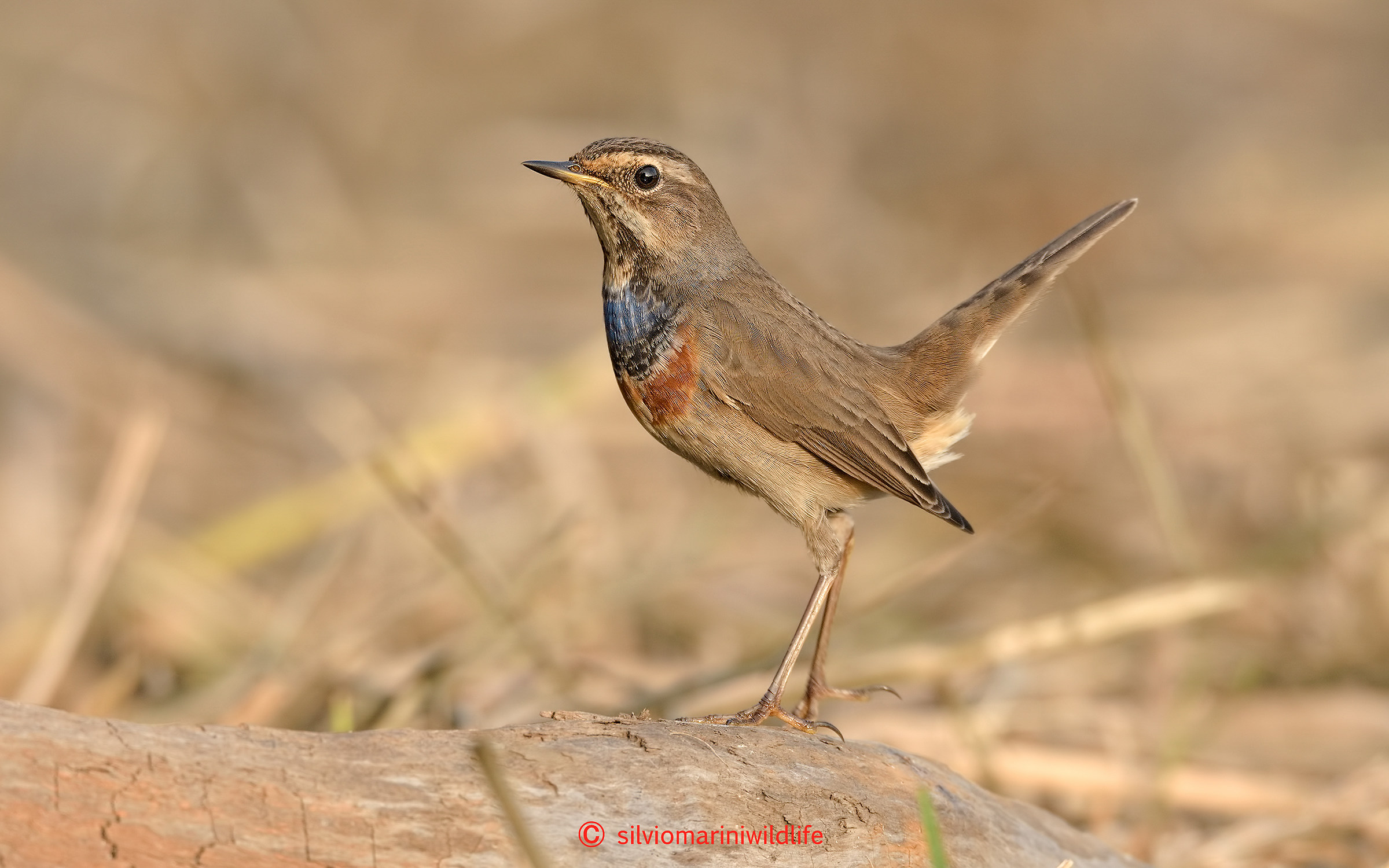 Bluethroat (Luscinia svecica)