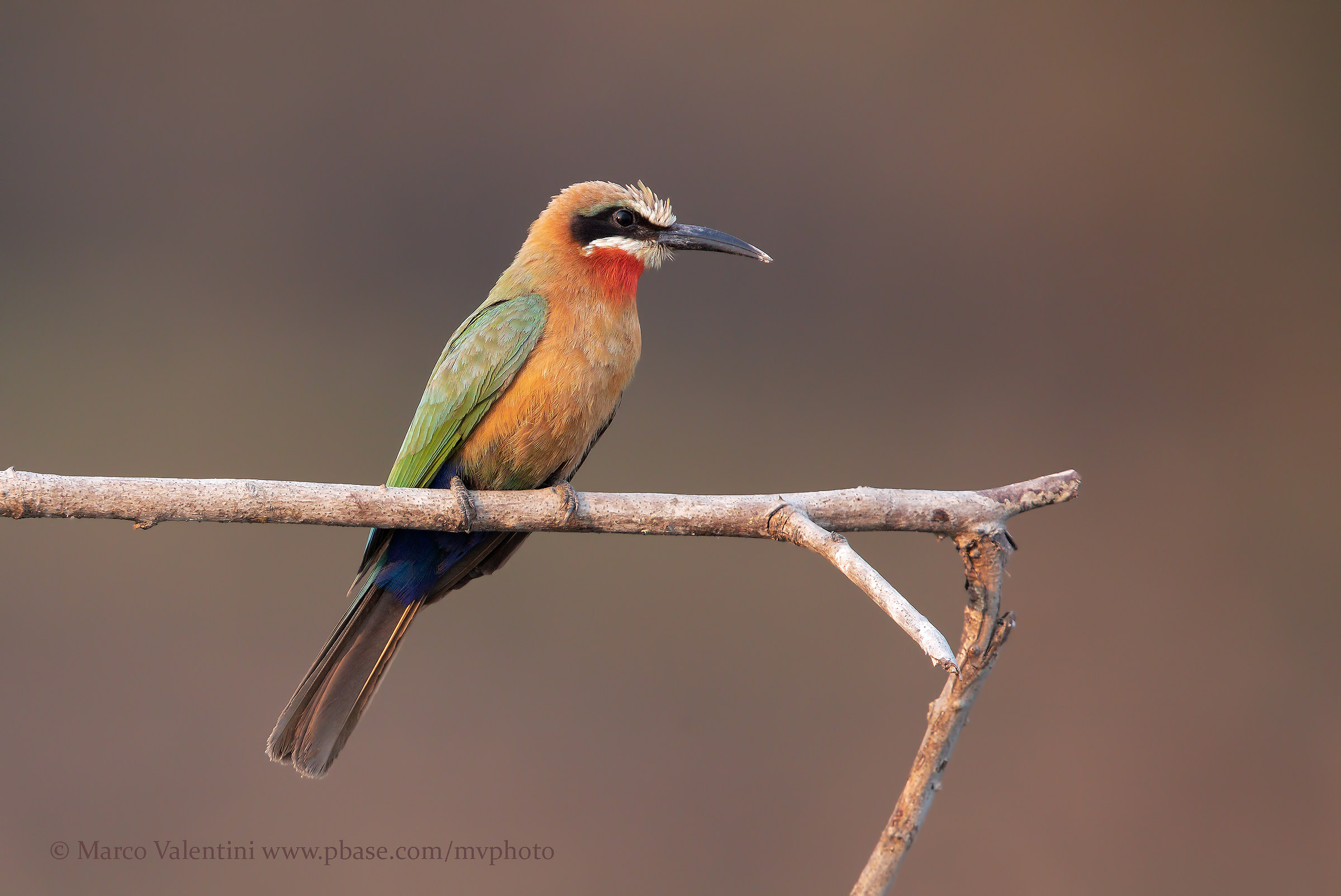 White Front Bee-eater